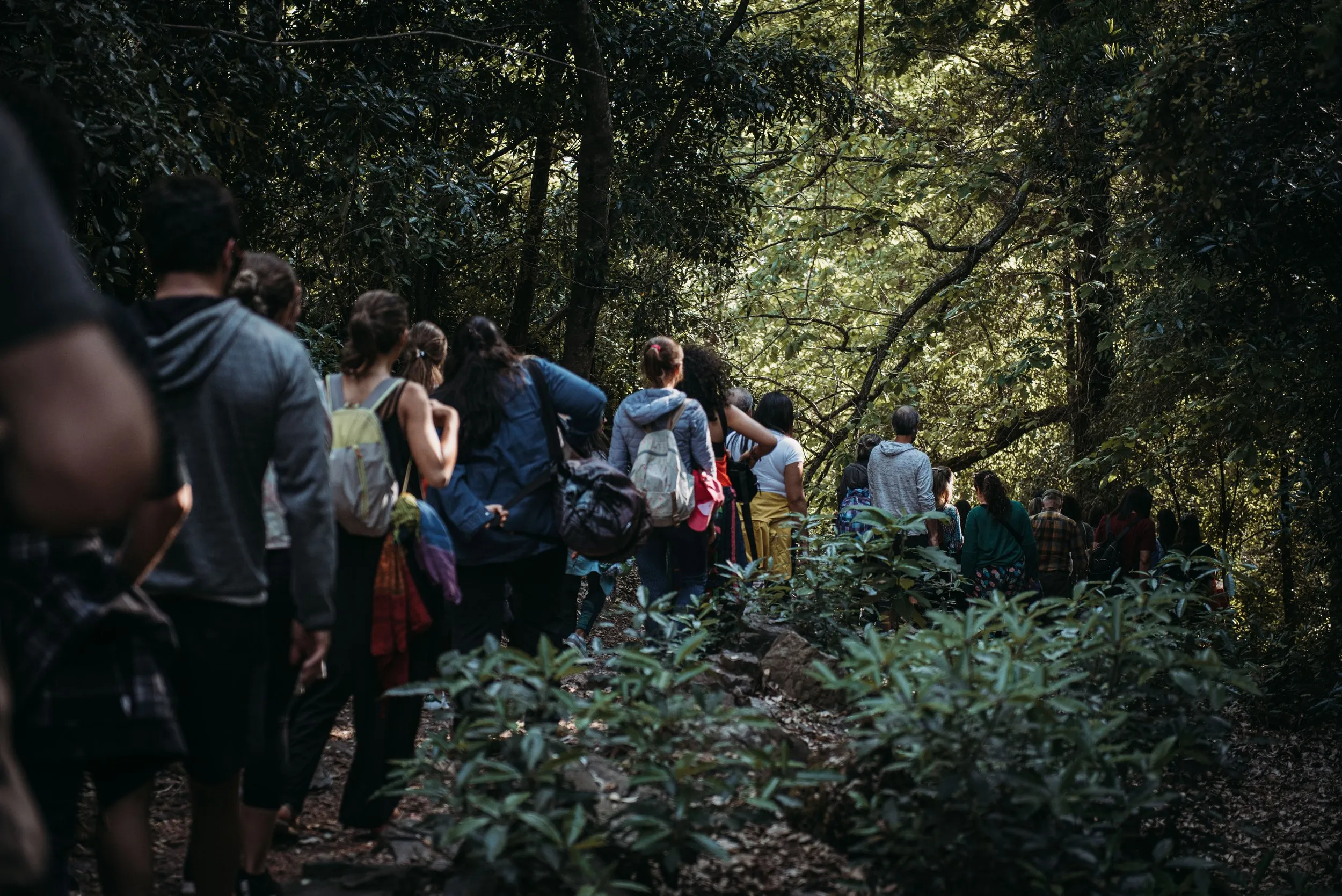 Forest bathing, Lussich Arboretum, Maldonado, Uruguay