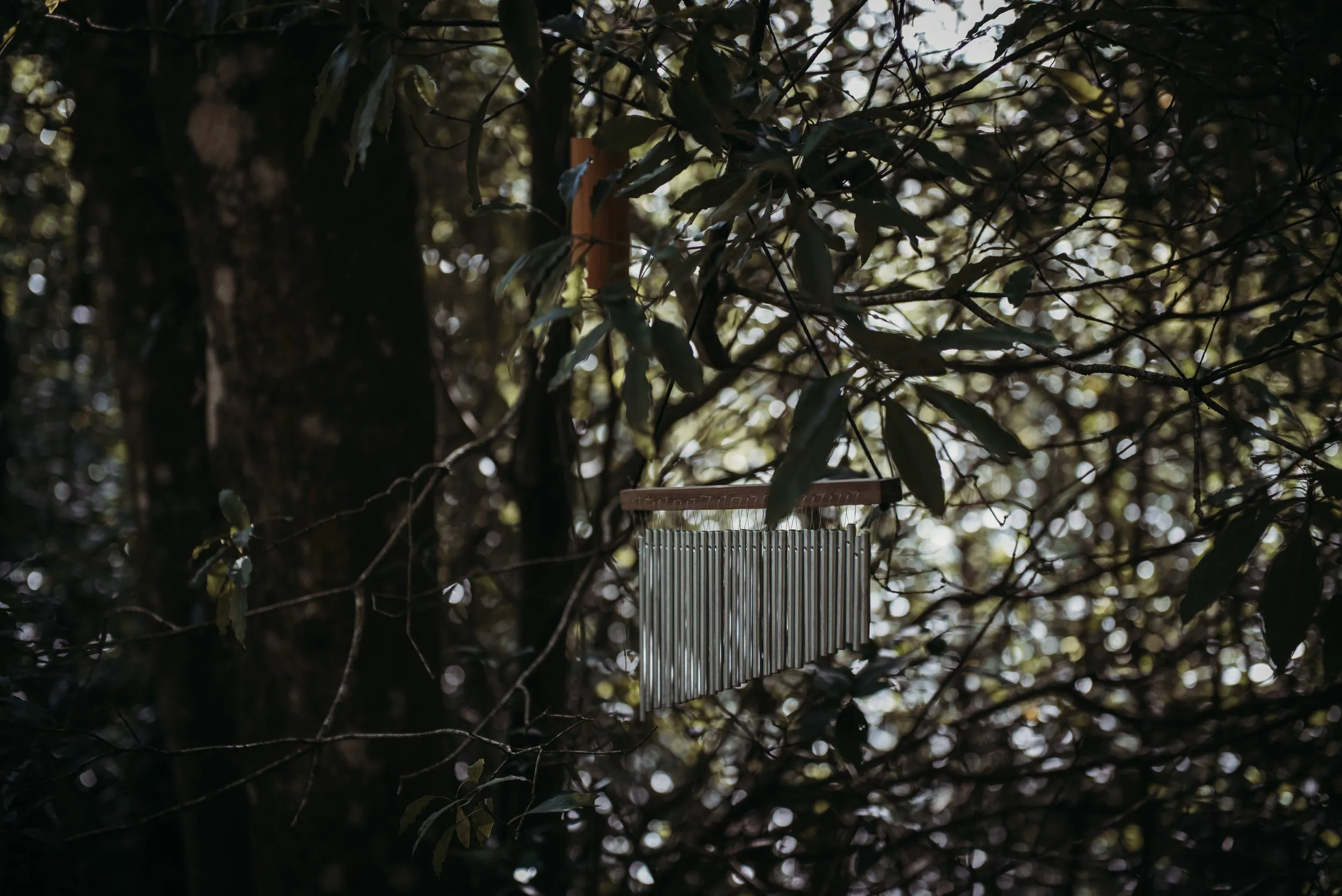 Forest bathing, Lussich Arboretum, Maldonado, Uruguay