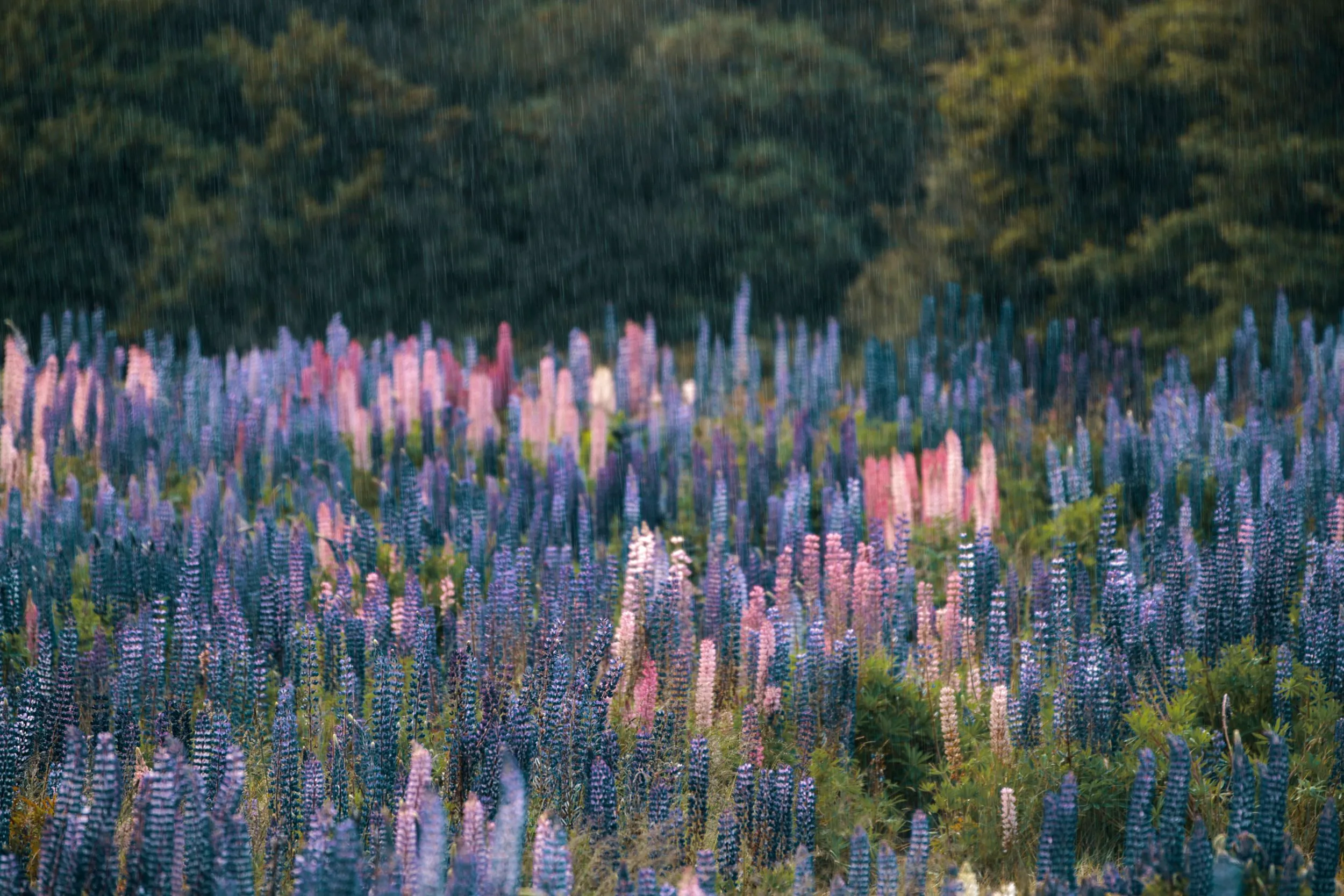 New Zealand