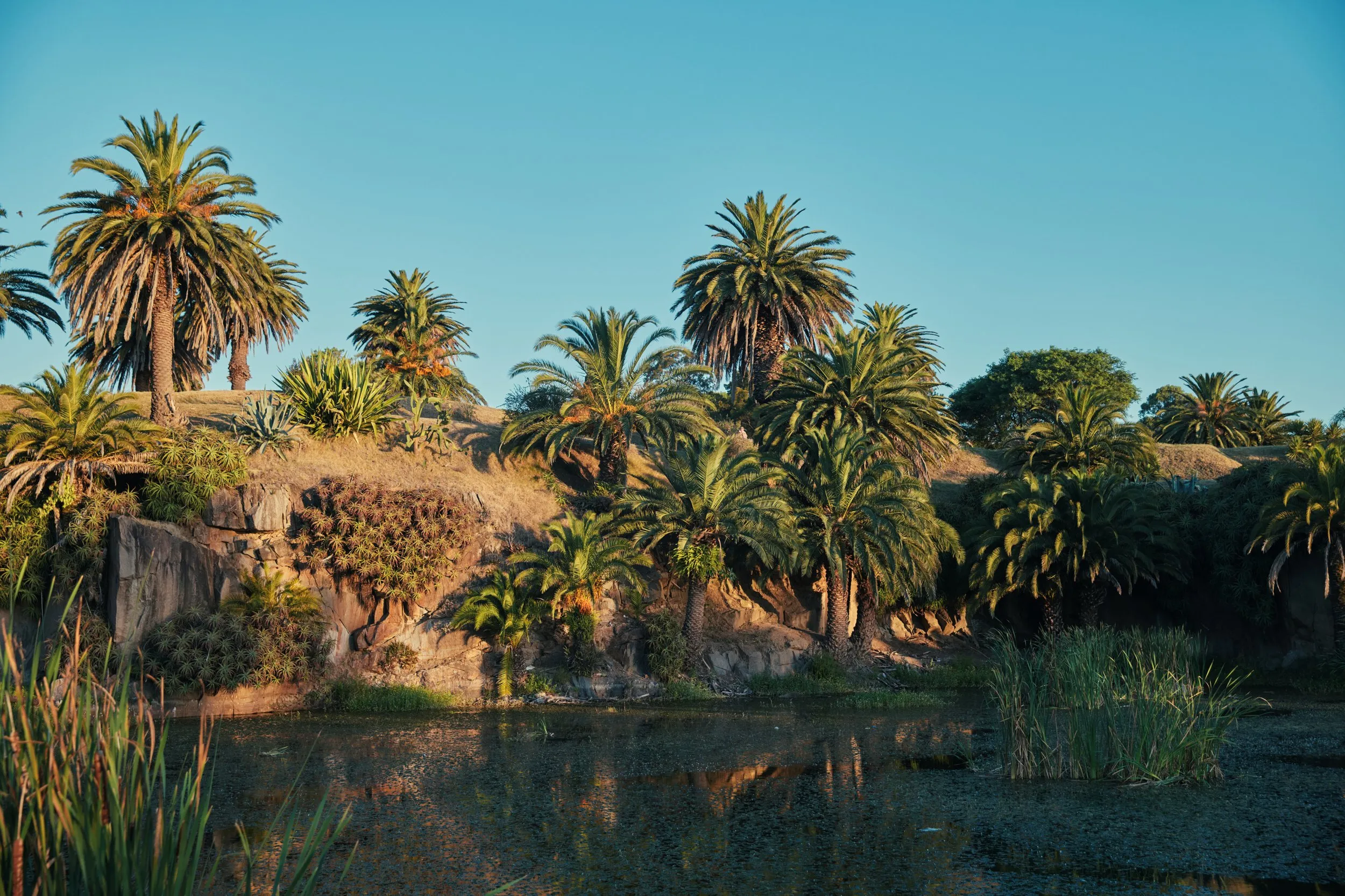 The palms and the lake at Parque Rodó, in the afternoon light