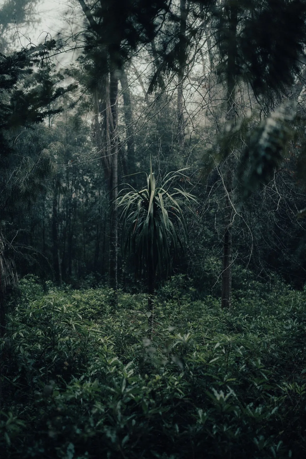 Dense forest with green vegetation and tall trees, in a shadowy, mysterious atmosphere.