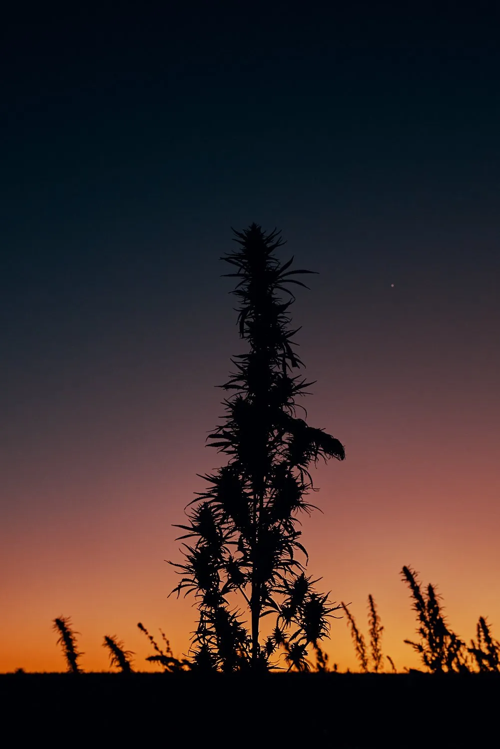A project for Auxly at their cannabis processing plant