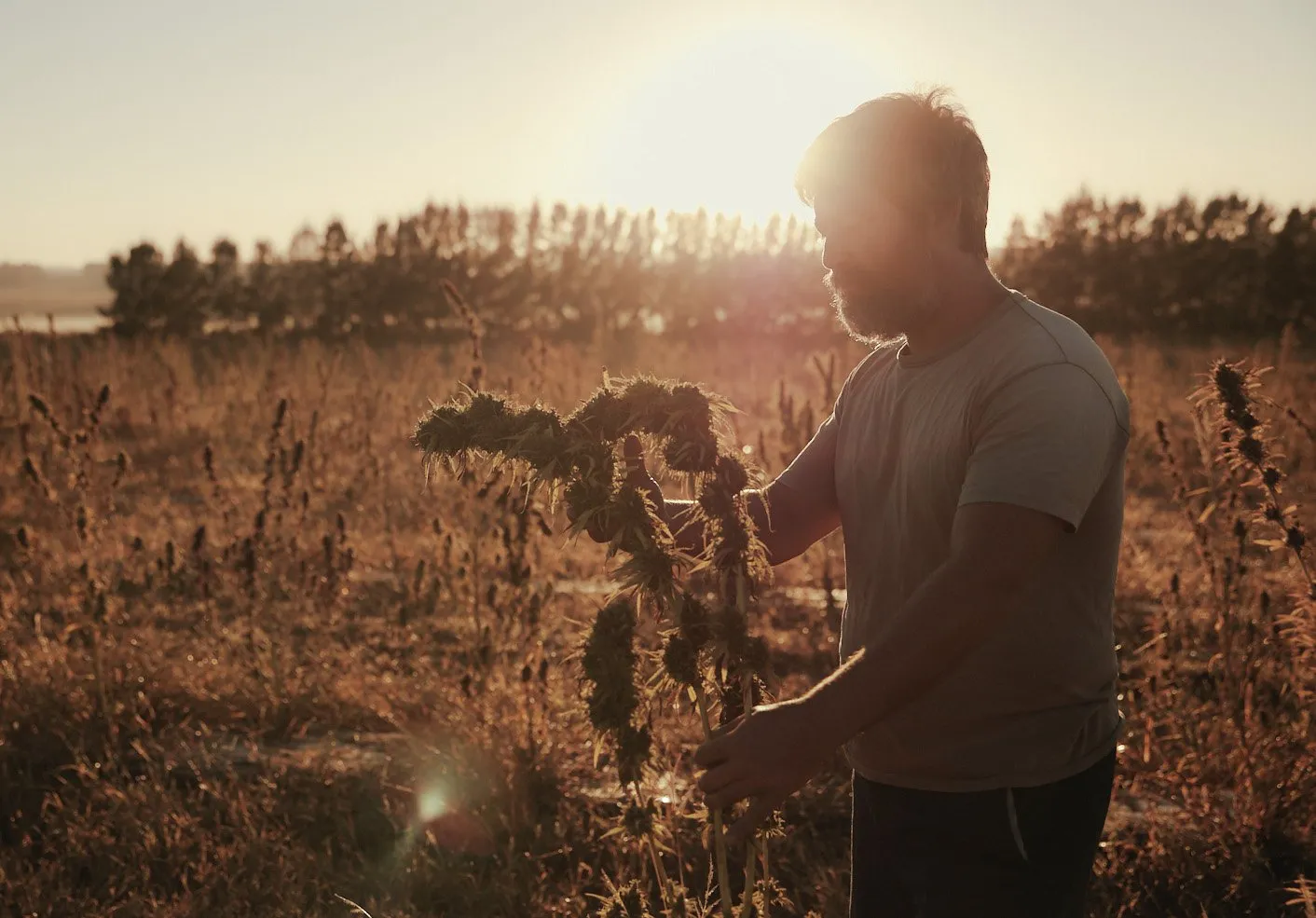 A project for Auxly at their cannabis processing plant