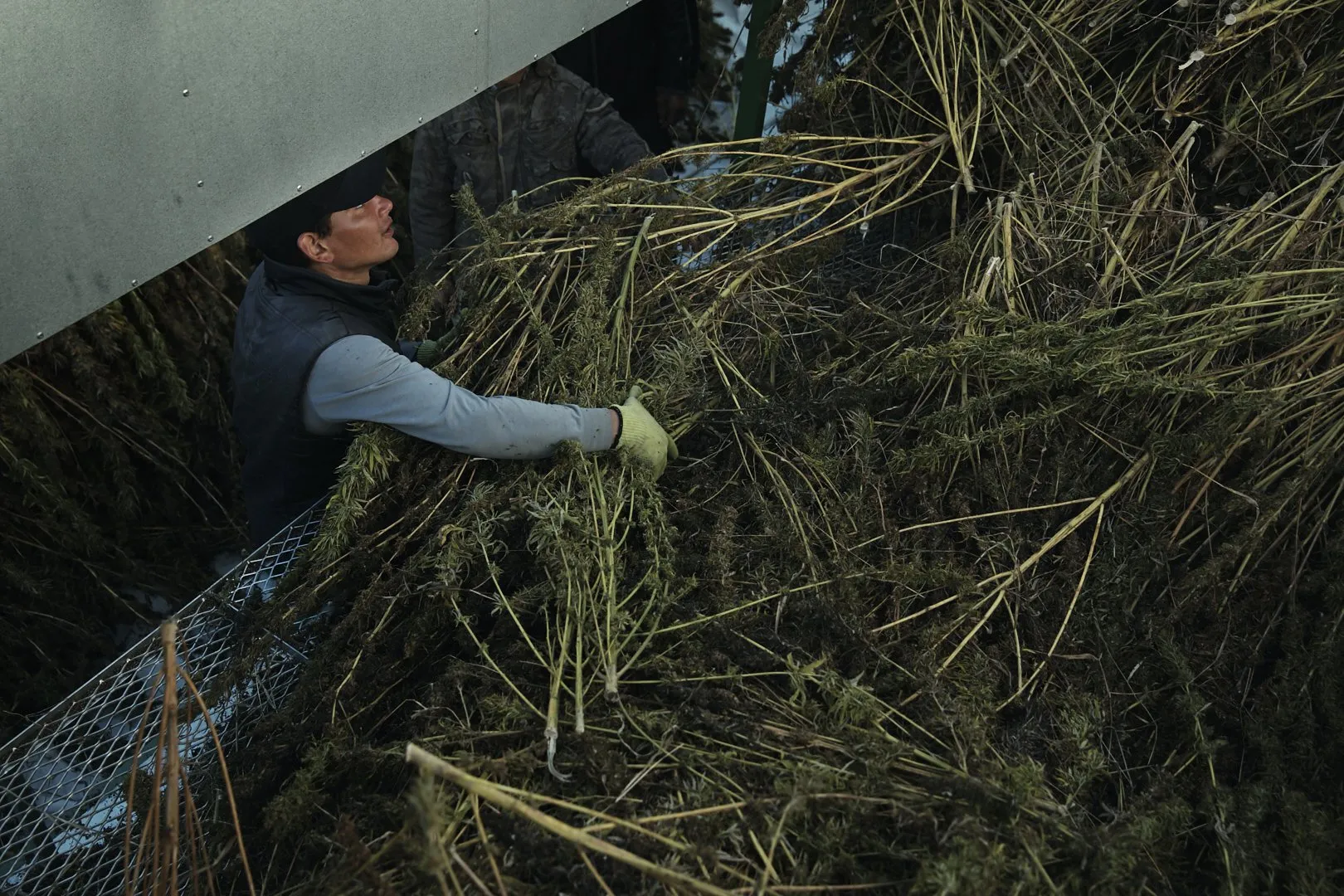 A project for Auxly at their cannabis processing plant