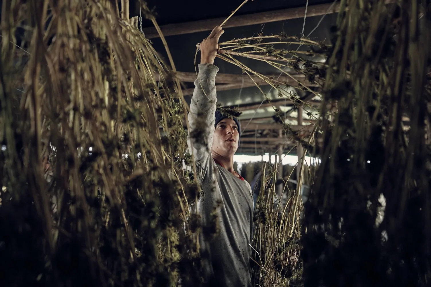 A project for Auxly at their cannabis processing plant