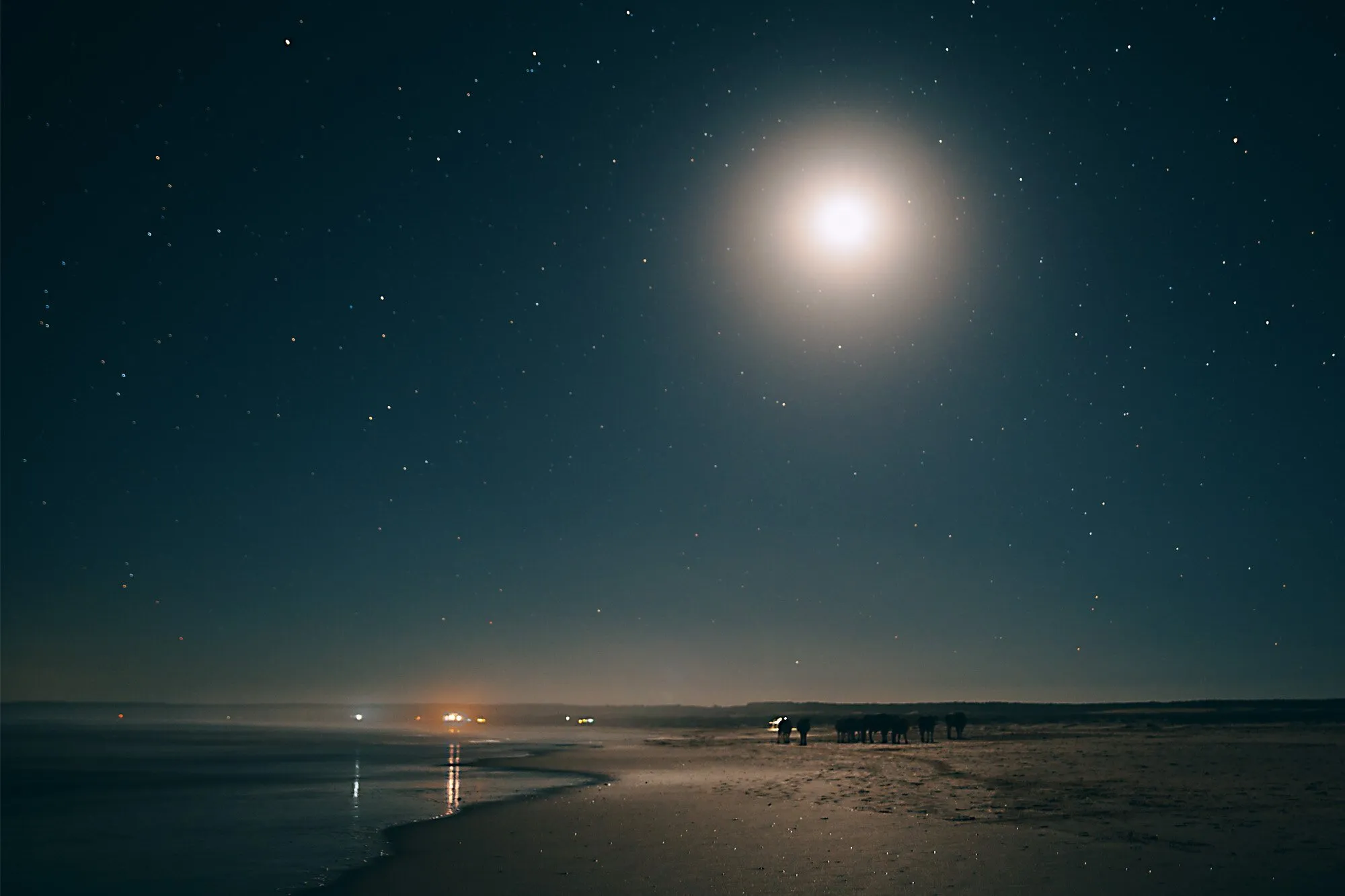 A full moon over the beach at Cabo Polonio, cows walking on the wet sand