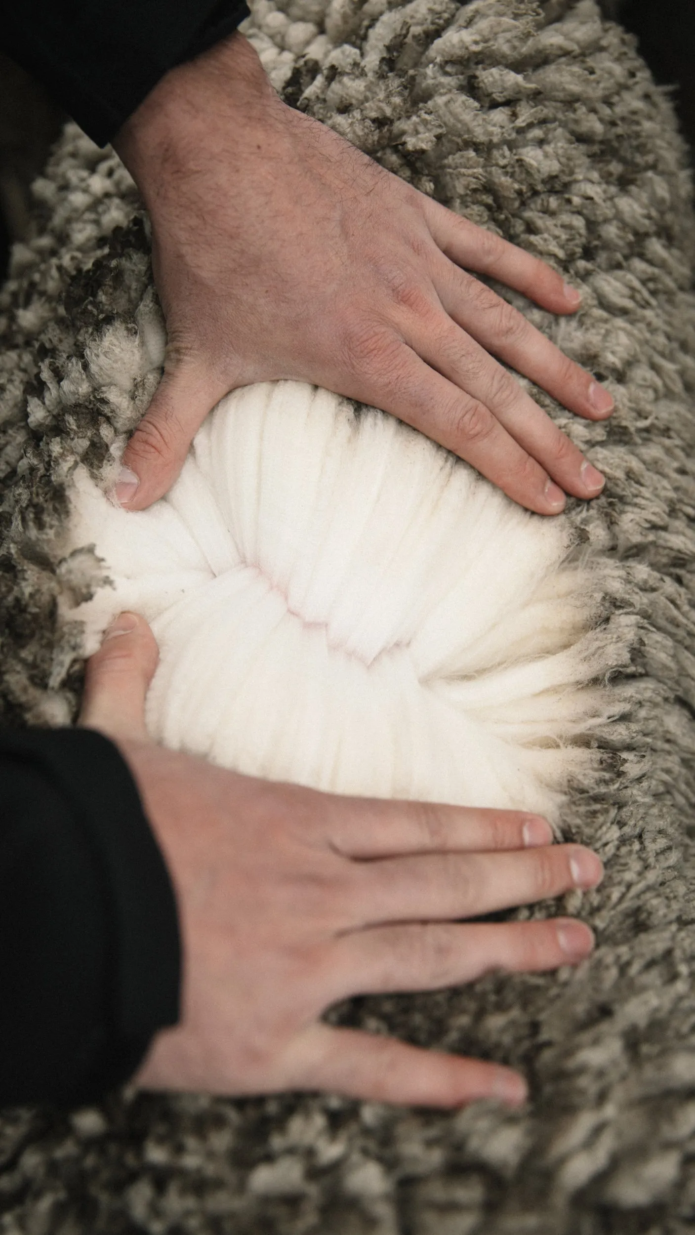 Calmo, the production process of a Uruguayan wool brand