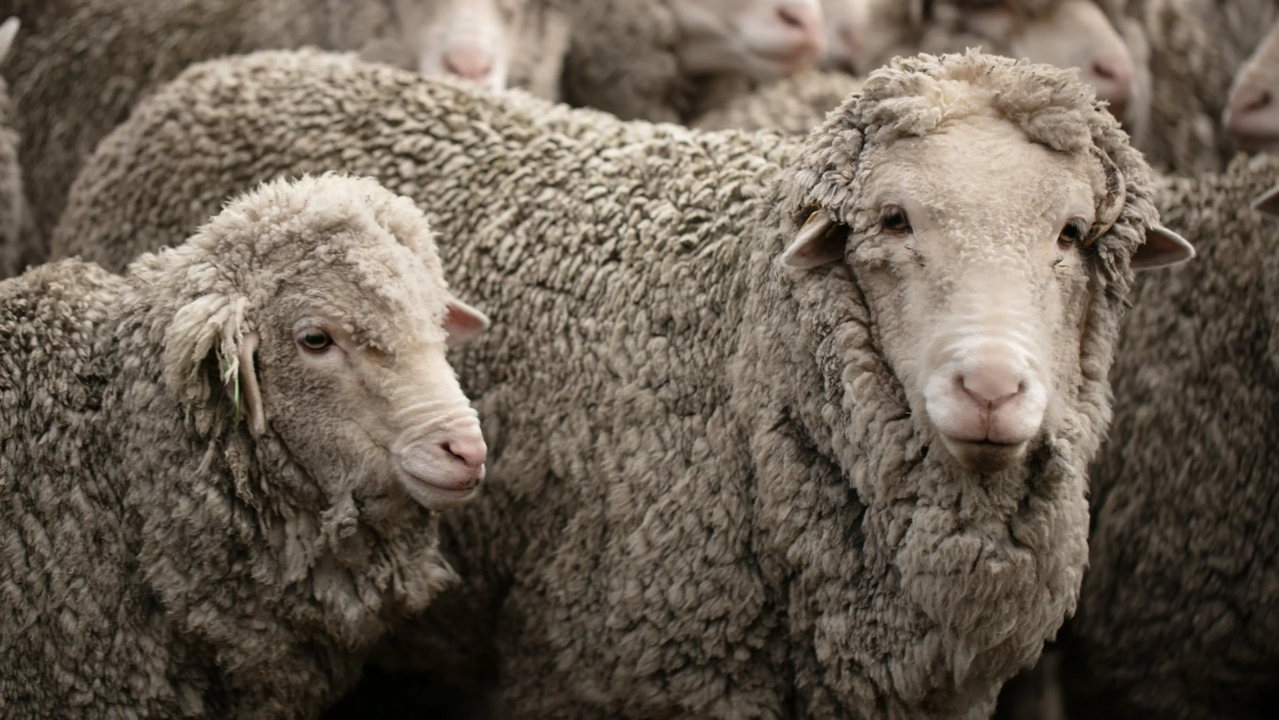 Calmo, the production process of a Uruguayan wool brand