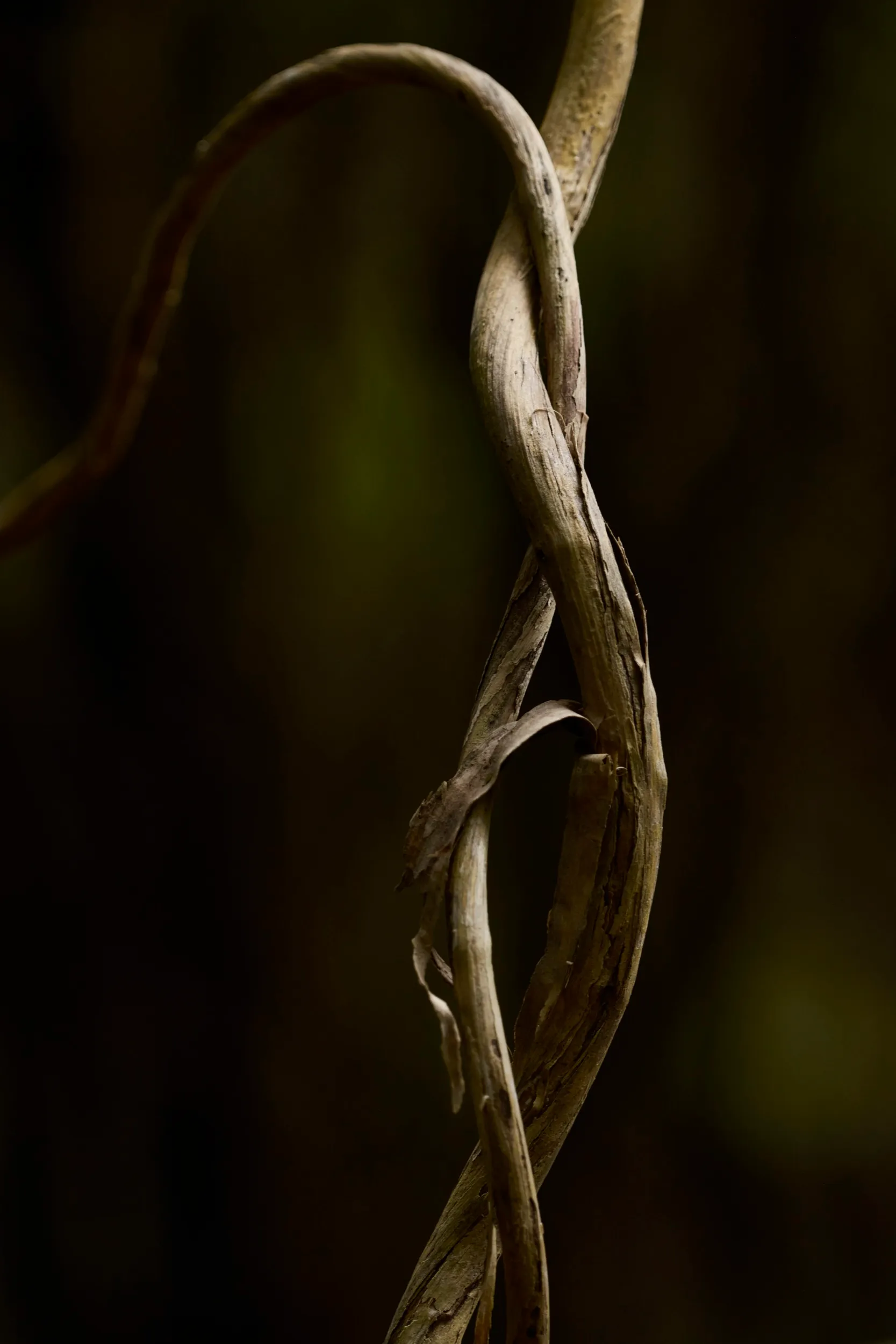 Trabajo para Cerro Áspero, cerca de Aiguá, Maldonado, Uruguay