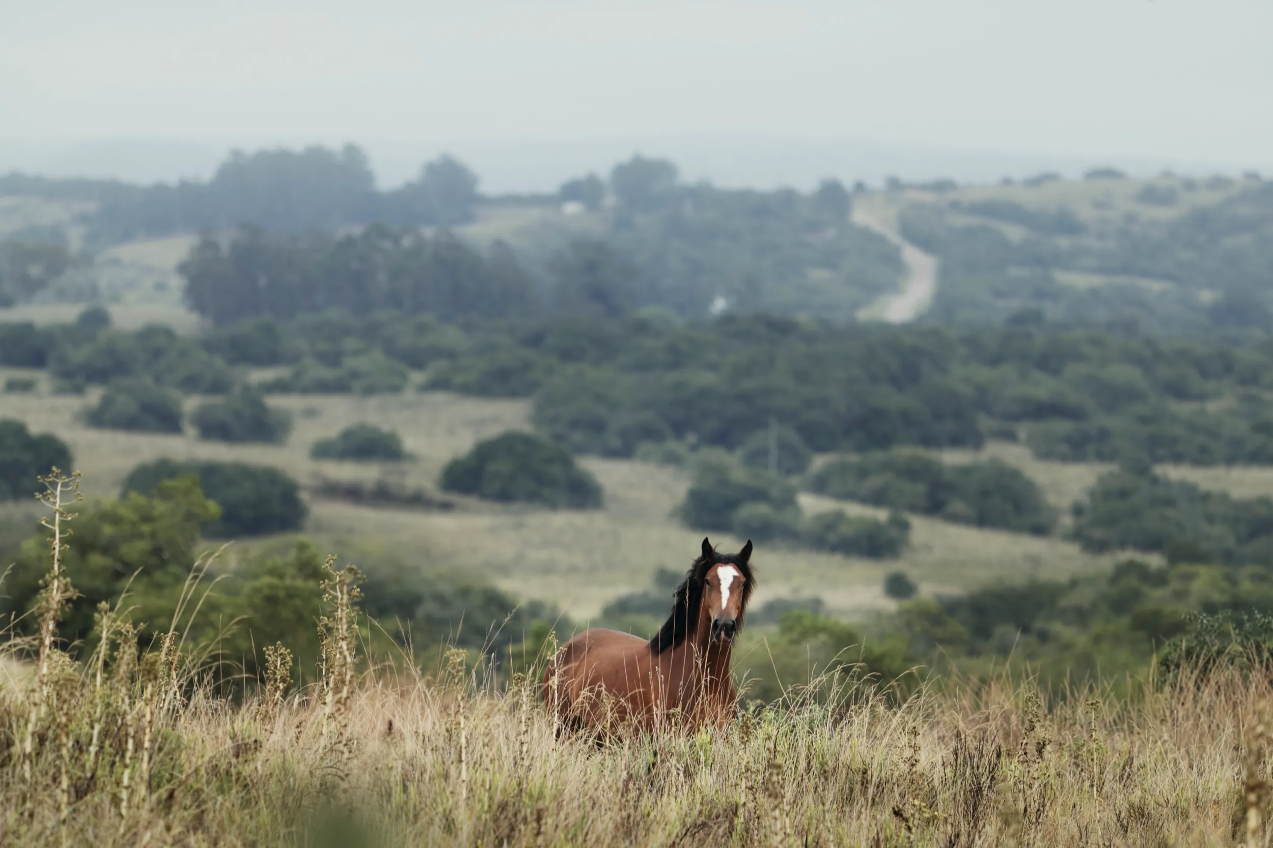Trabajo para Cerro Áspero, cerca de Aiguá, Maldonado, Uruguay