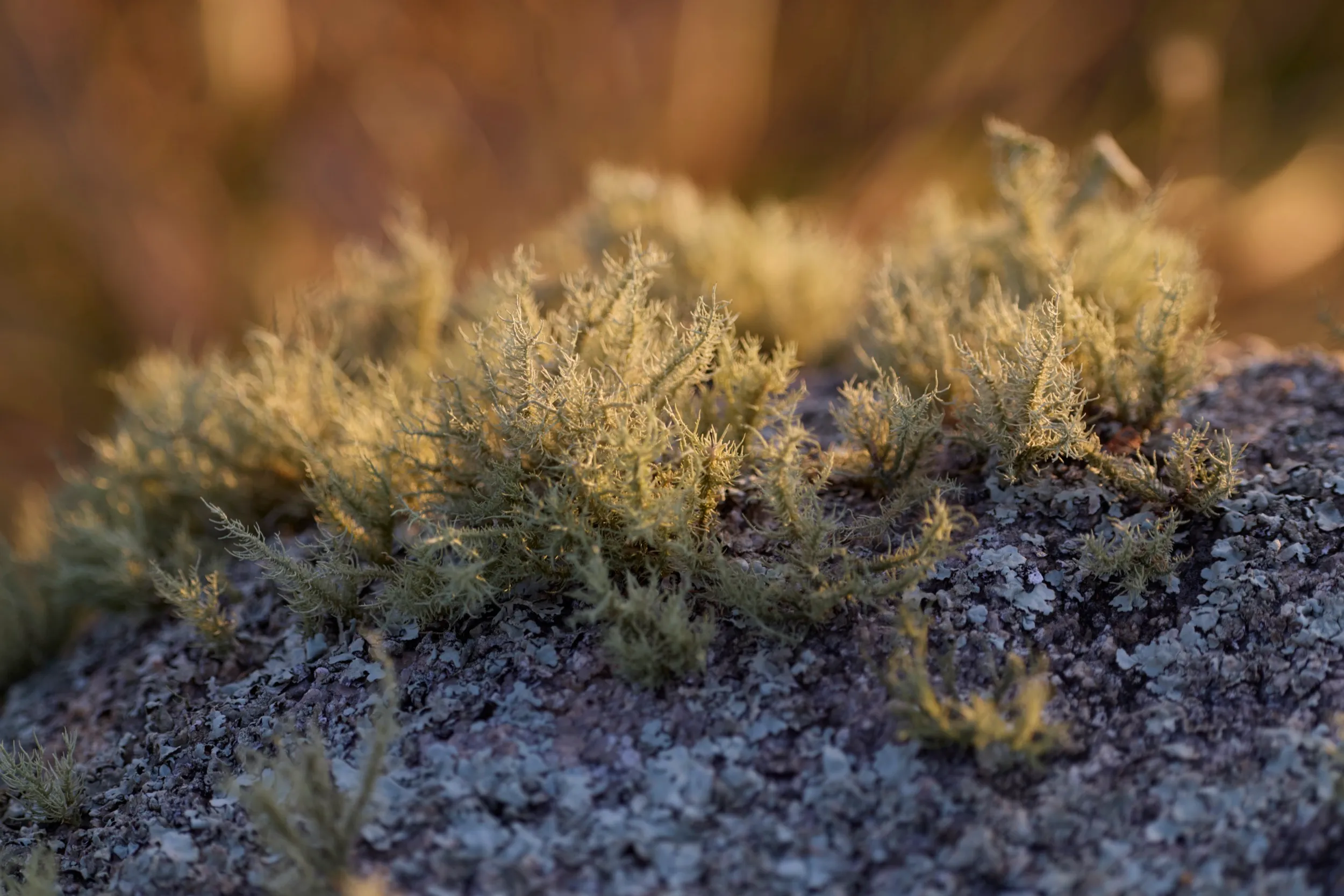 Trabajo para Cerro Áspero, cerca de Aiguá, Maldonado, Uruguay