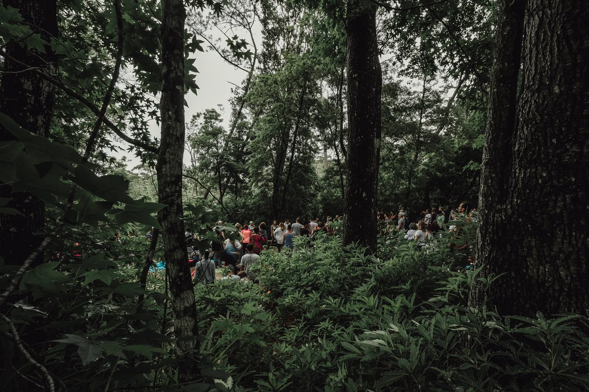 Forest bathing, Lussich Arboretum, Maldonado, Uruguay