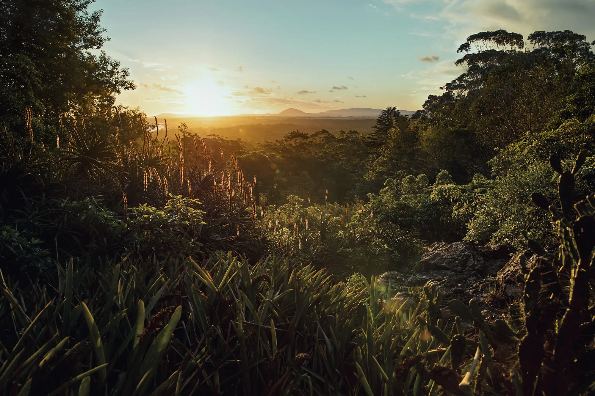 The sun going down through the vegetation of the Lussich Arboretum