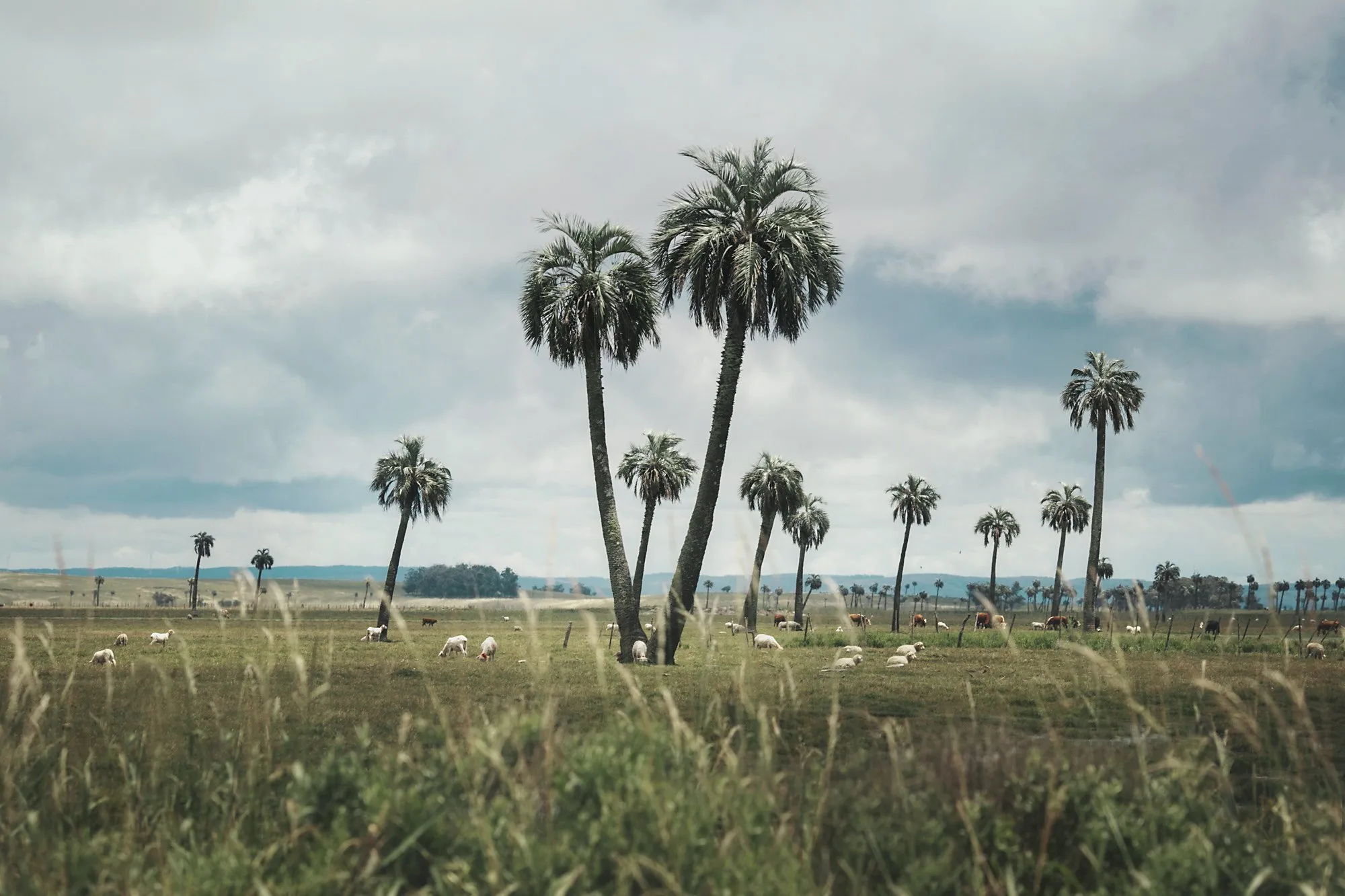 A palm grove in Rocha with sheep and cattle grazing, under a heavy sky