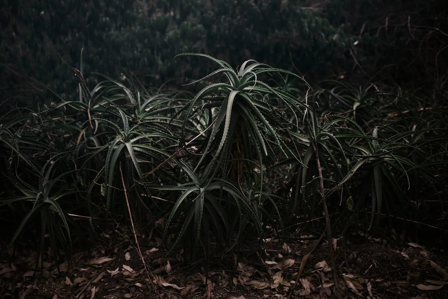 Forest bathing, Lussich Arboretum, Maldonado, Uruguay