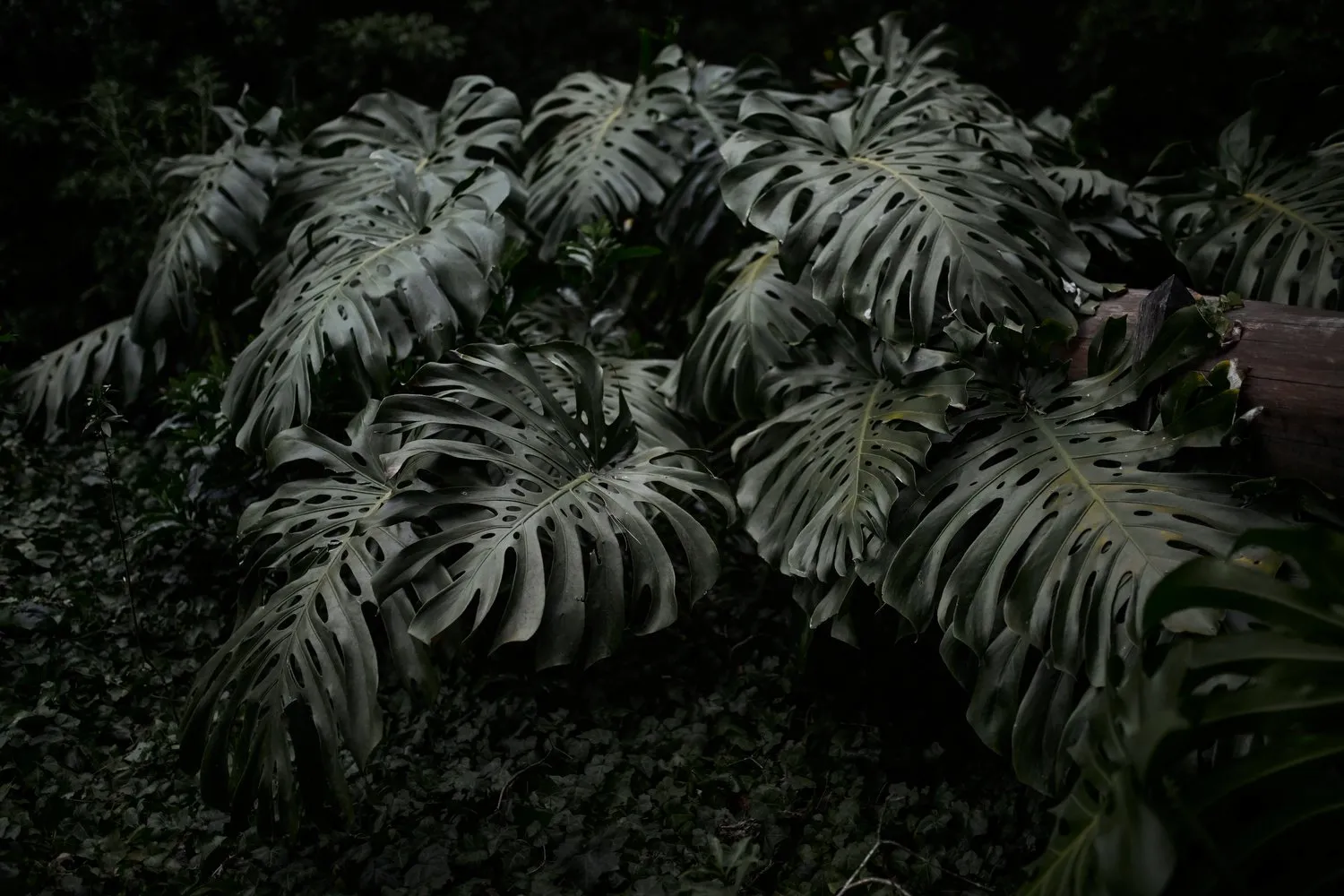Forest bathing, Lussich Arboretum, Maldonado, Uruguay
