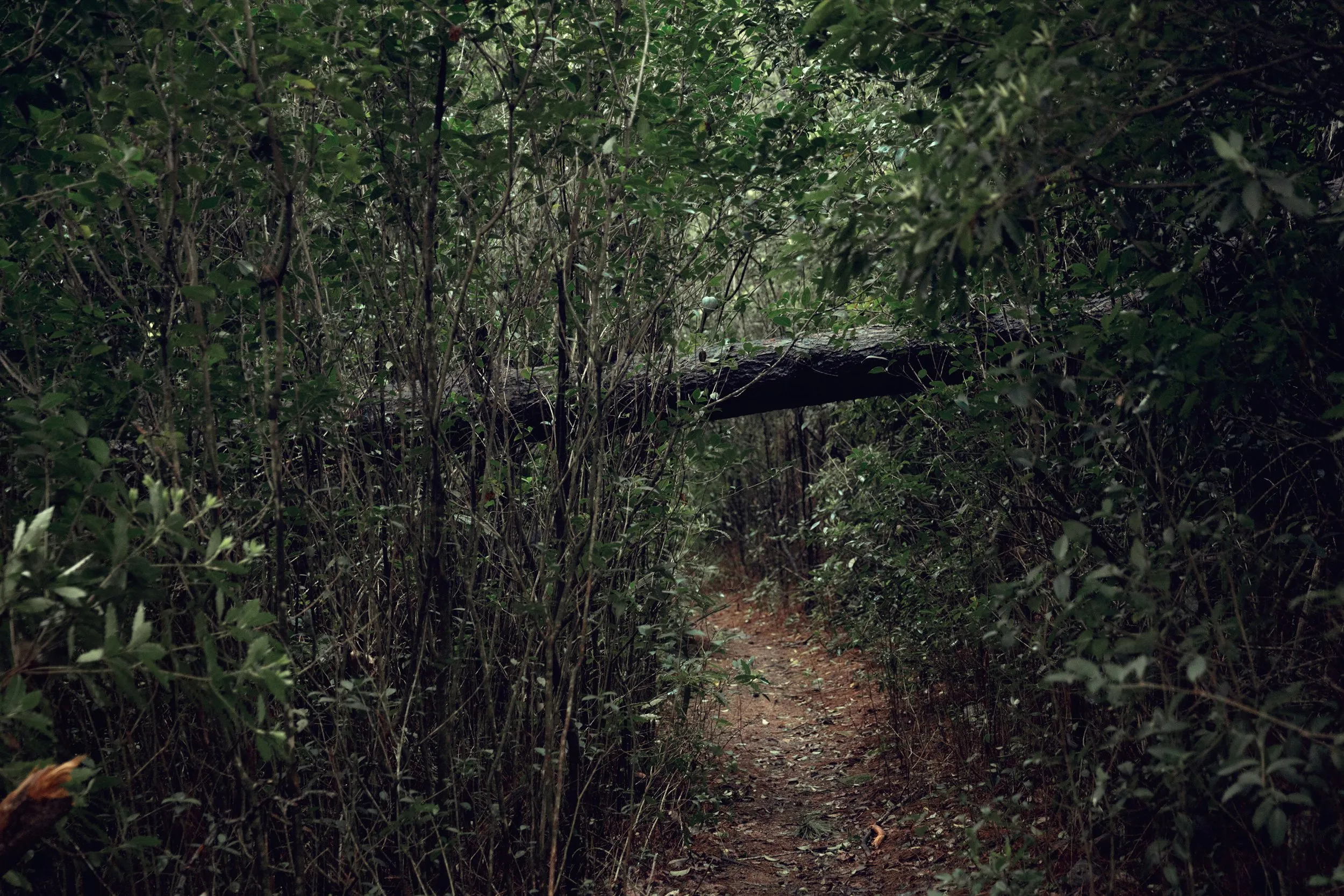 Forest bathing, Lussich Arboretum, Maldonado, Uruguay