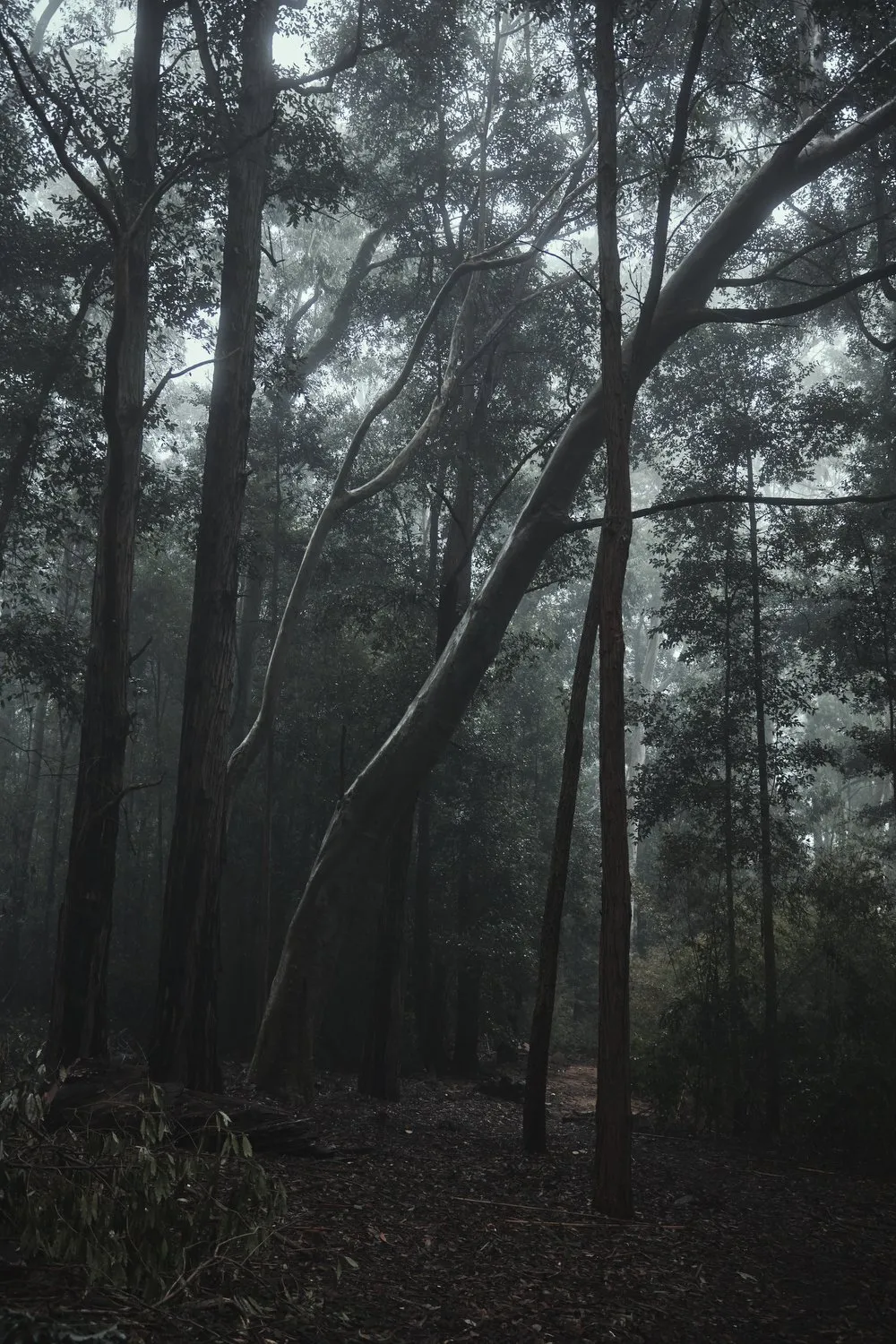 Forest bathing, Lussich Arboretum, Maldonado, Uruguay