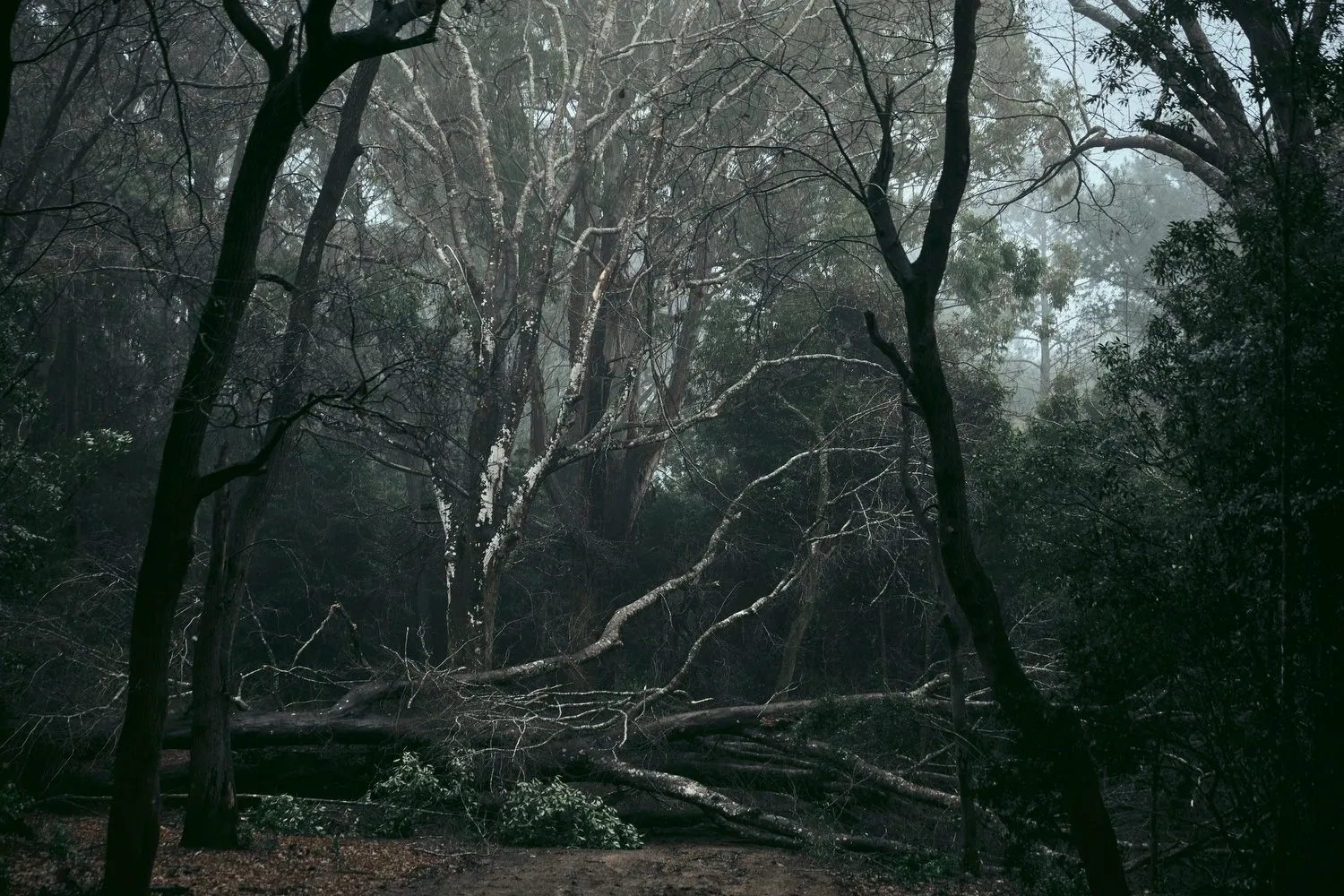 Forest bathing, Lussich Arboretum, Maldonado, Uruguay