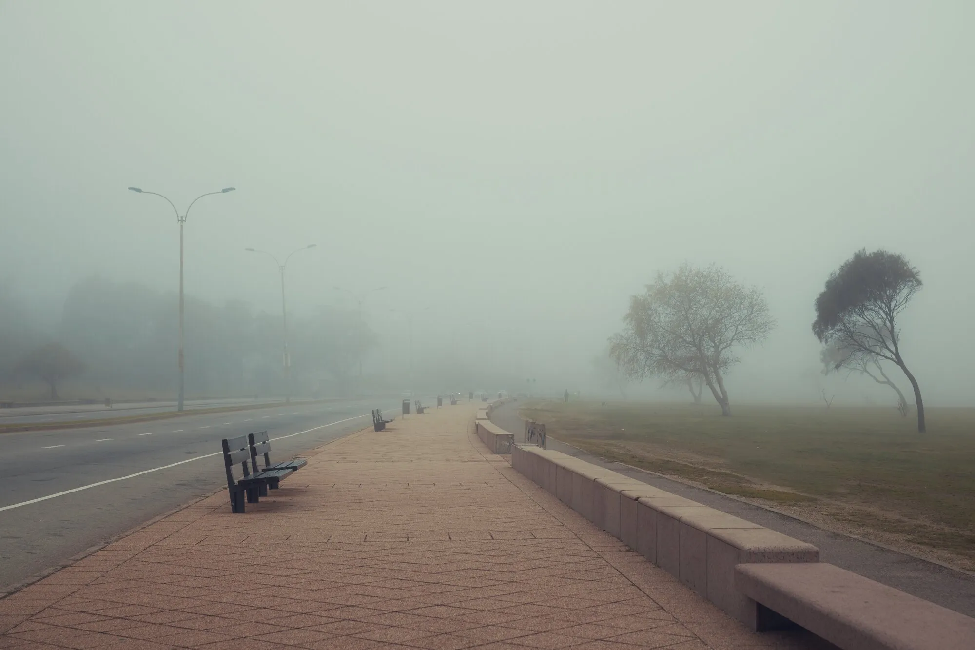 The Montevideo seafront wrapped in fog, two trees and a bench barely visible