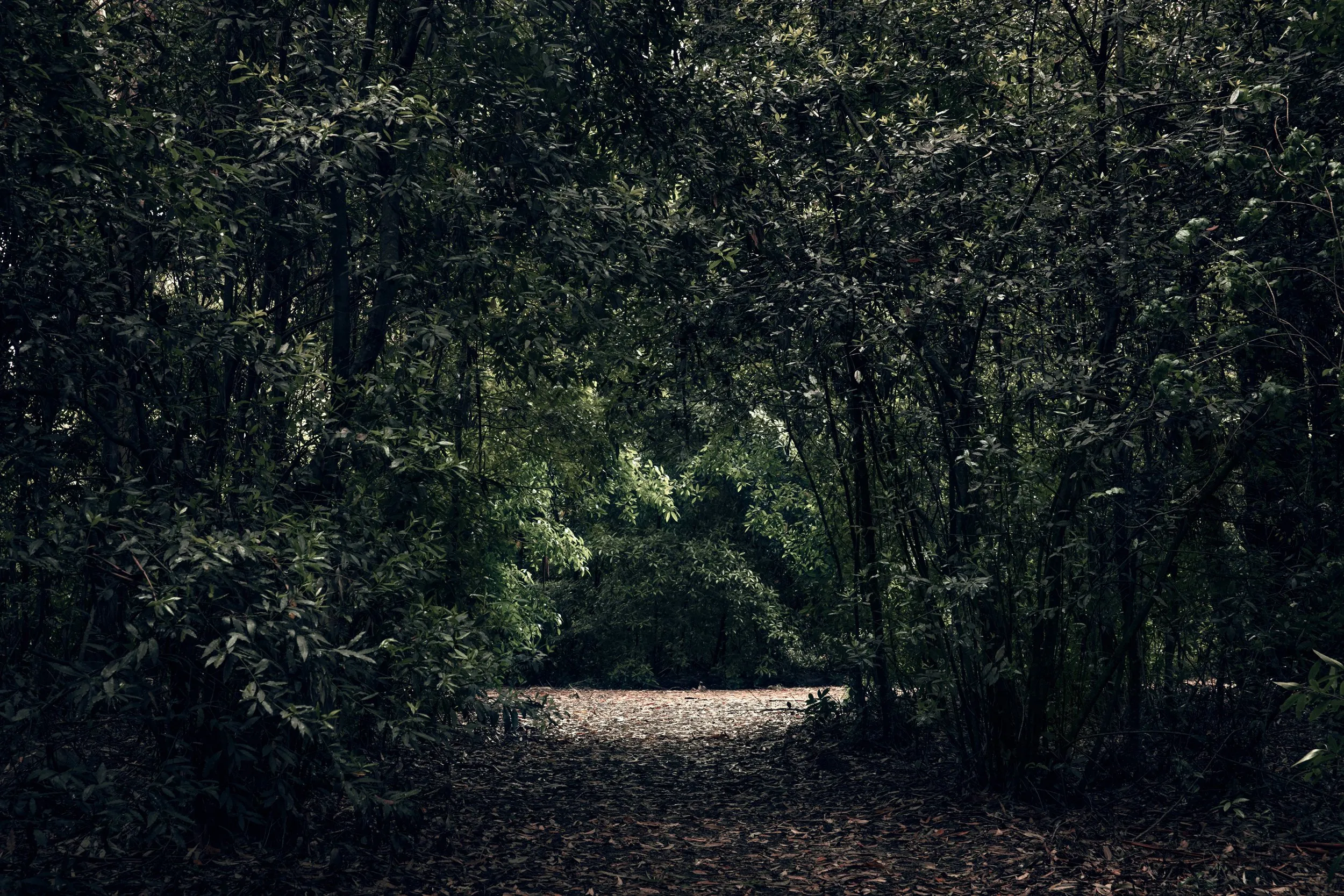 Forest bathing, Lussich Arboretum, Maldonado, Uruguay