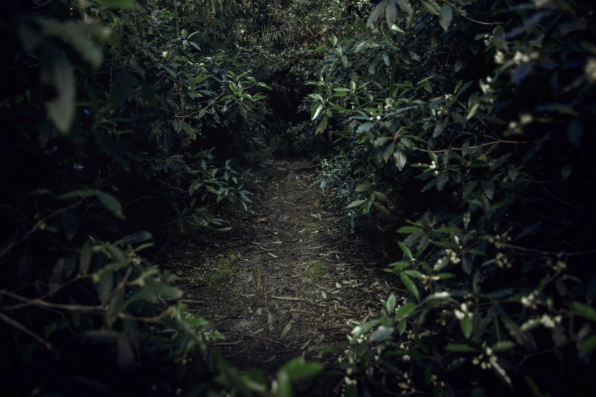 Forest bathing, Lussich Arboretum, Maldonado, Uruguay