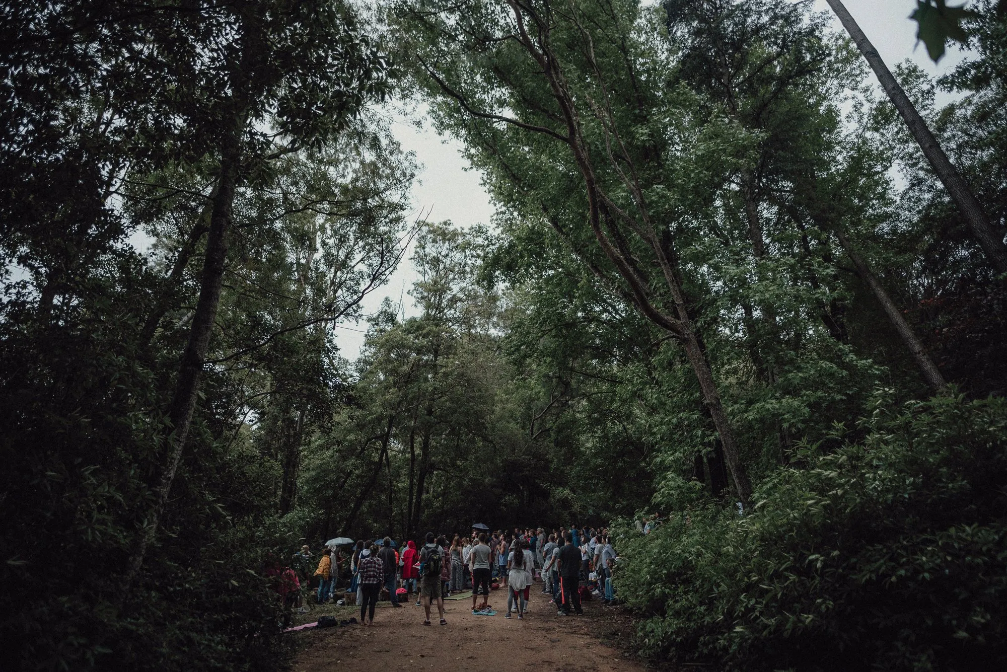 Forest bathing, Lussich Arboretum, Maldonado, Uruguay