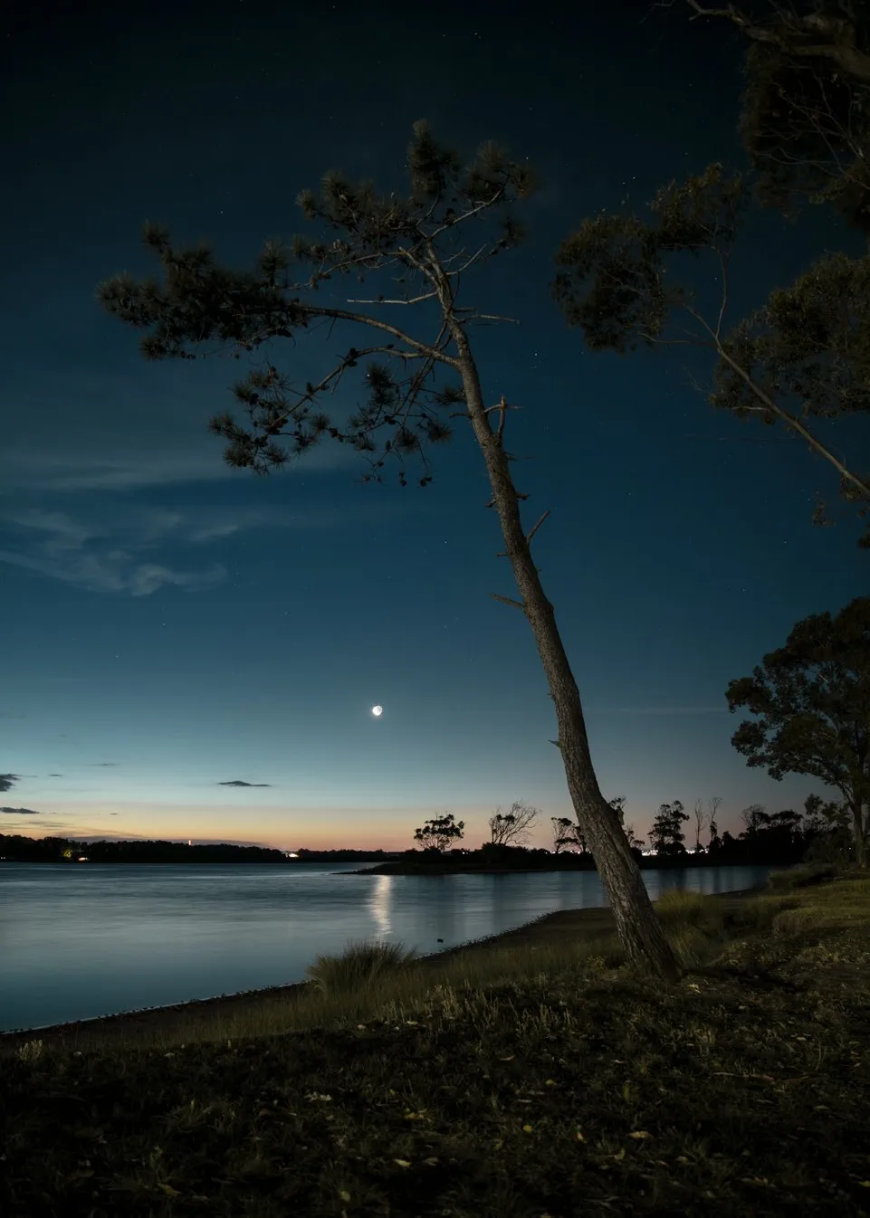 A tree leaning over the water at dusk, with the moon coming out