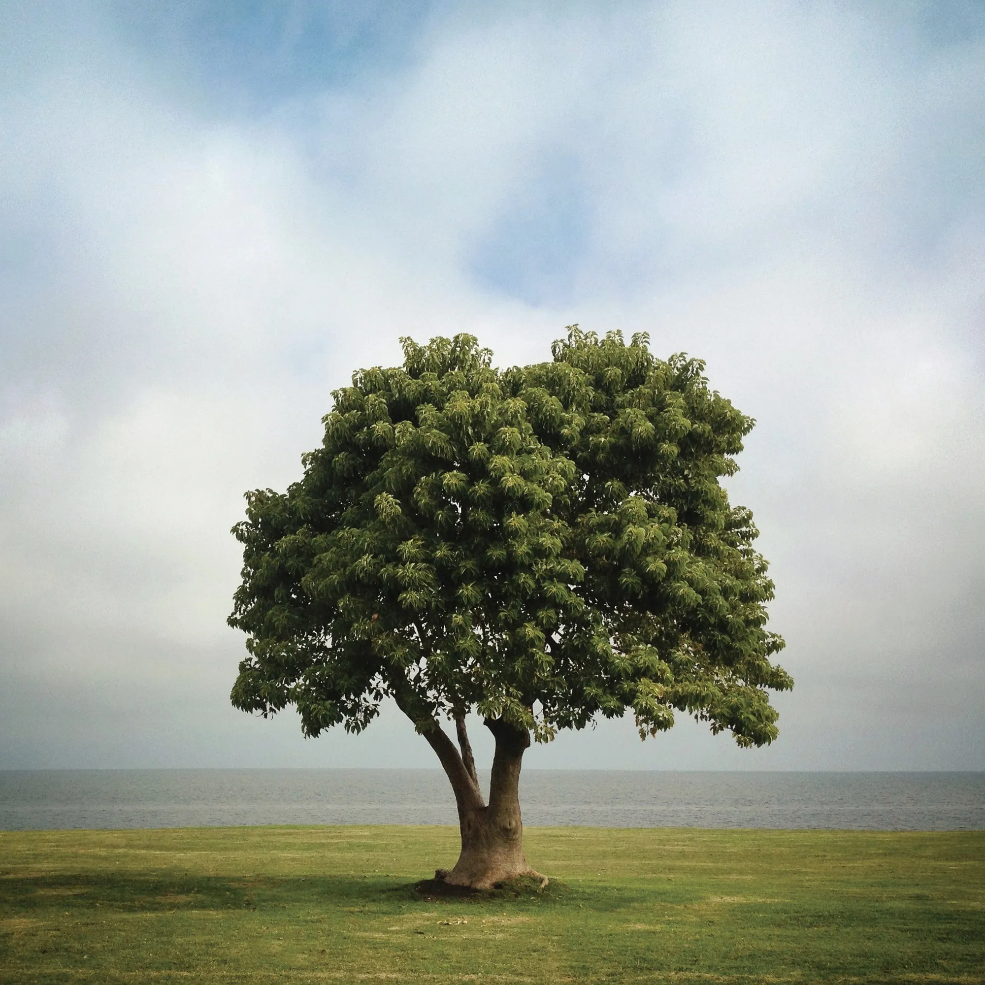 A leafy tree standing alone under a cloudy sky, on the Rambla de Punta Carretas