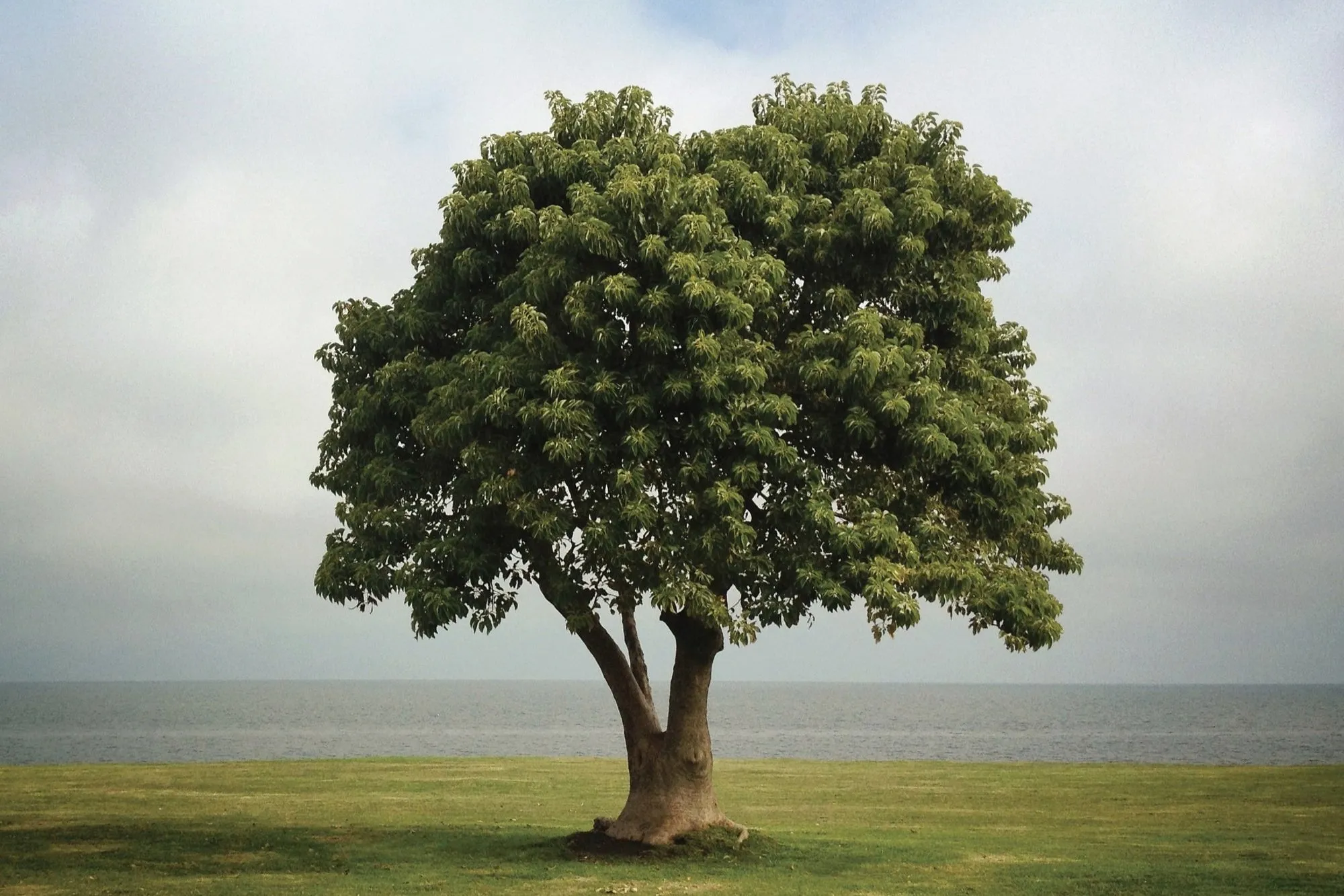 Solitary Trees - 2012