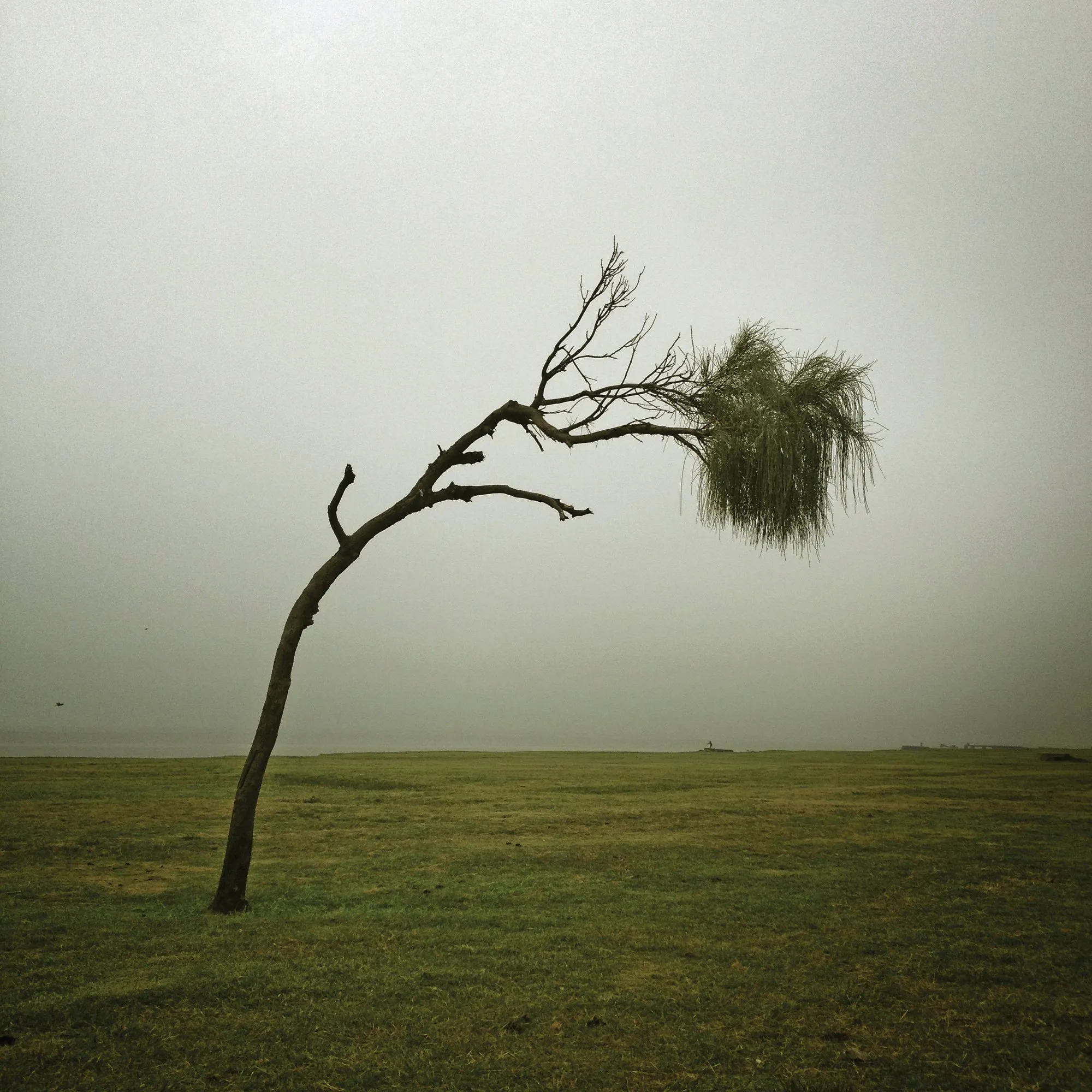 A wind-bent tree in the fog, on the Rambla de Punta Carretas