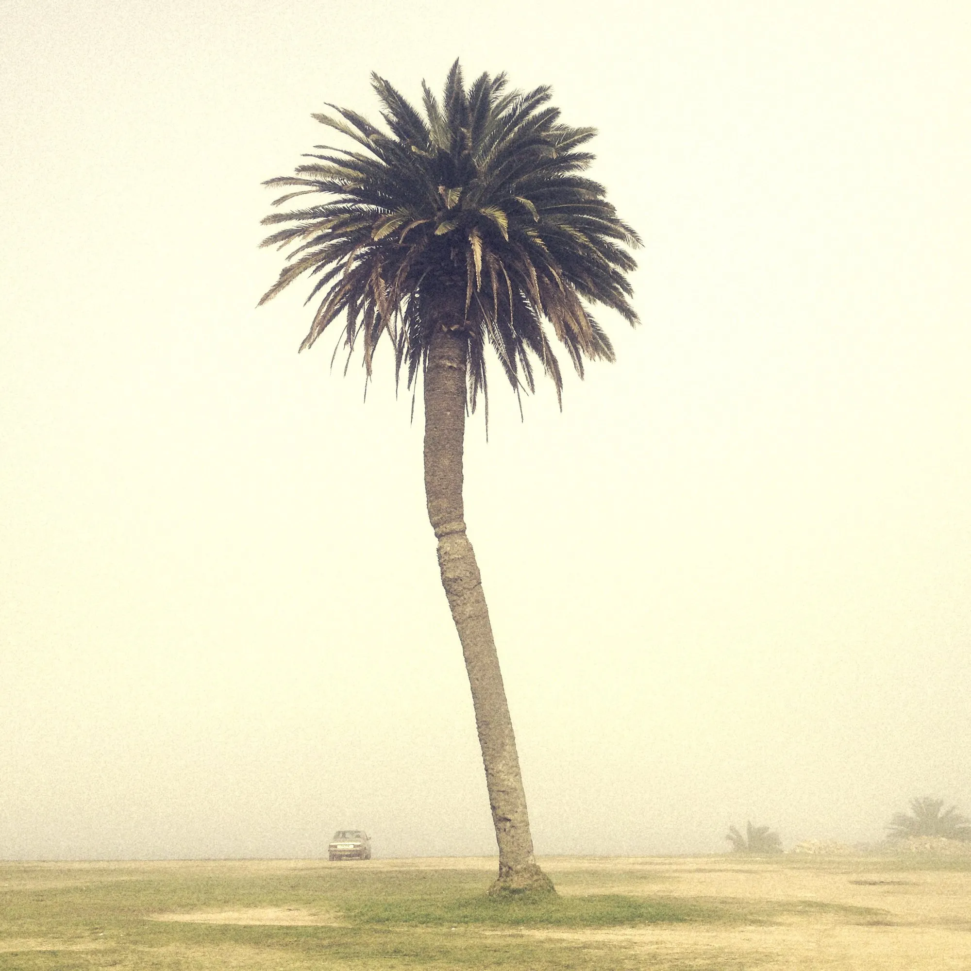 A palm against a pale sky, seen from below, on the Rambla de Punta Carretas