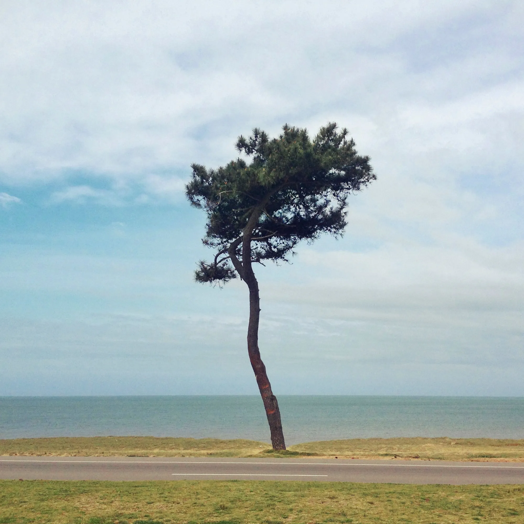 A pine leaning with the sea behind it, on the Rambla de Punta del Este