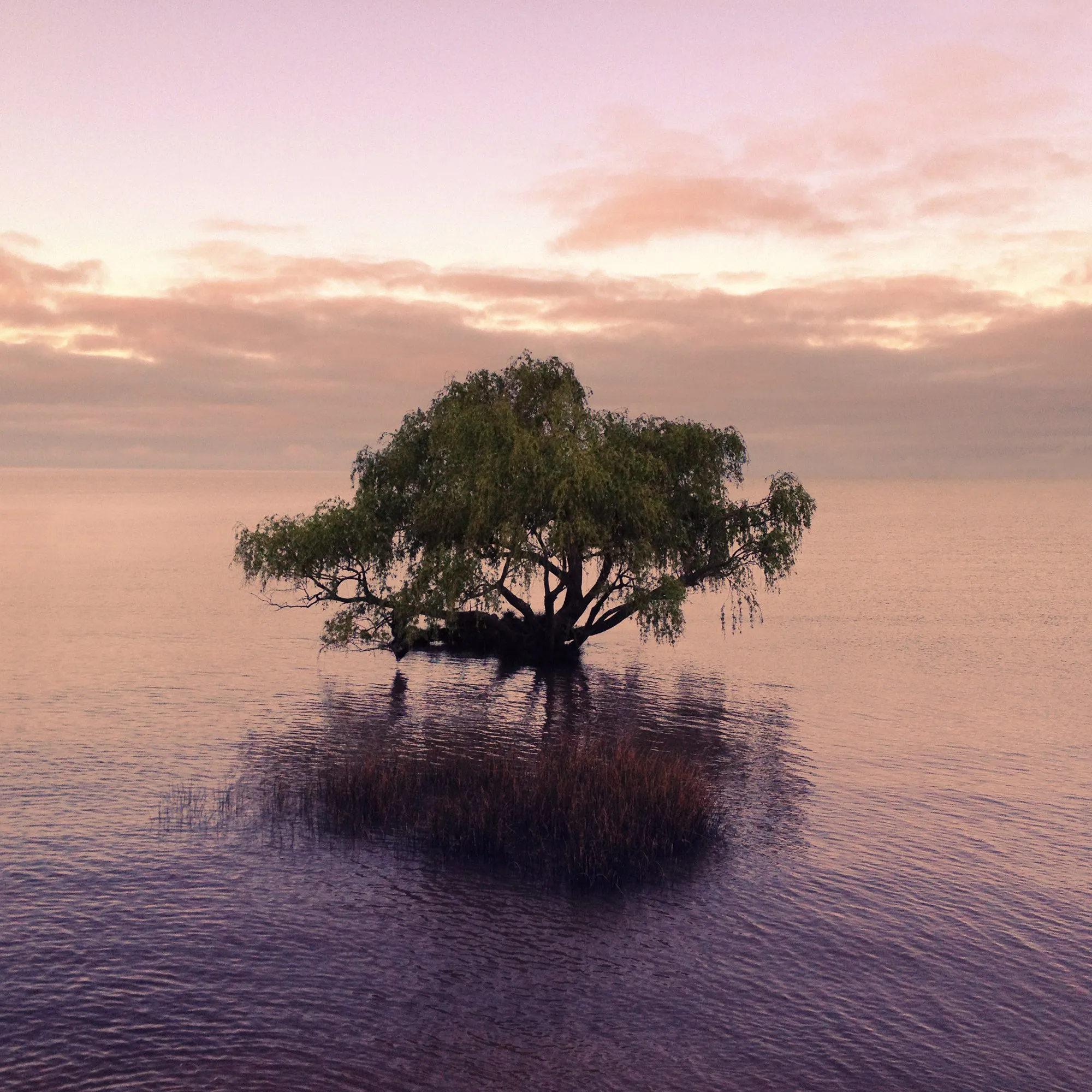 A lone tree standing in the water, reflected under a pink evening sky, in Colonia del Sacramento