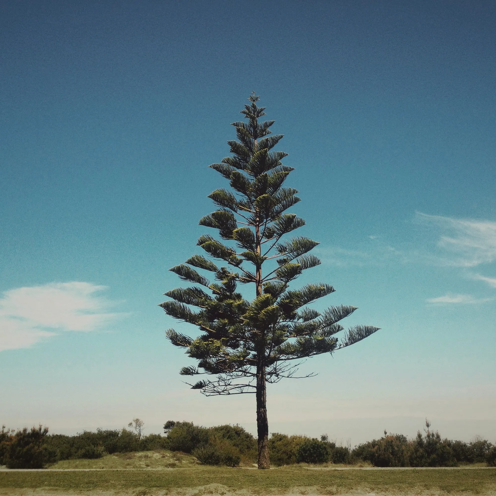 An araucaria outlined against the blue sky, in Montevideo