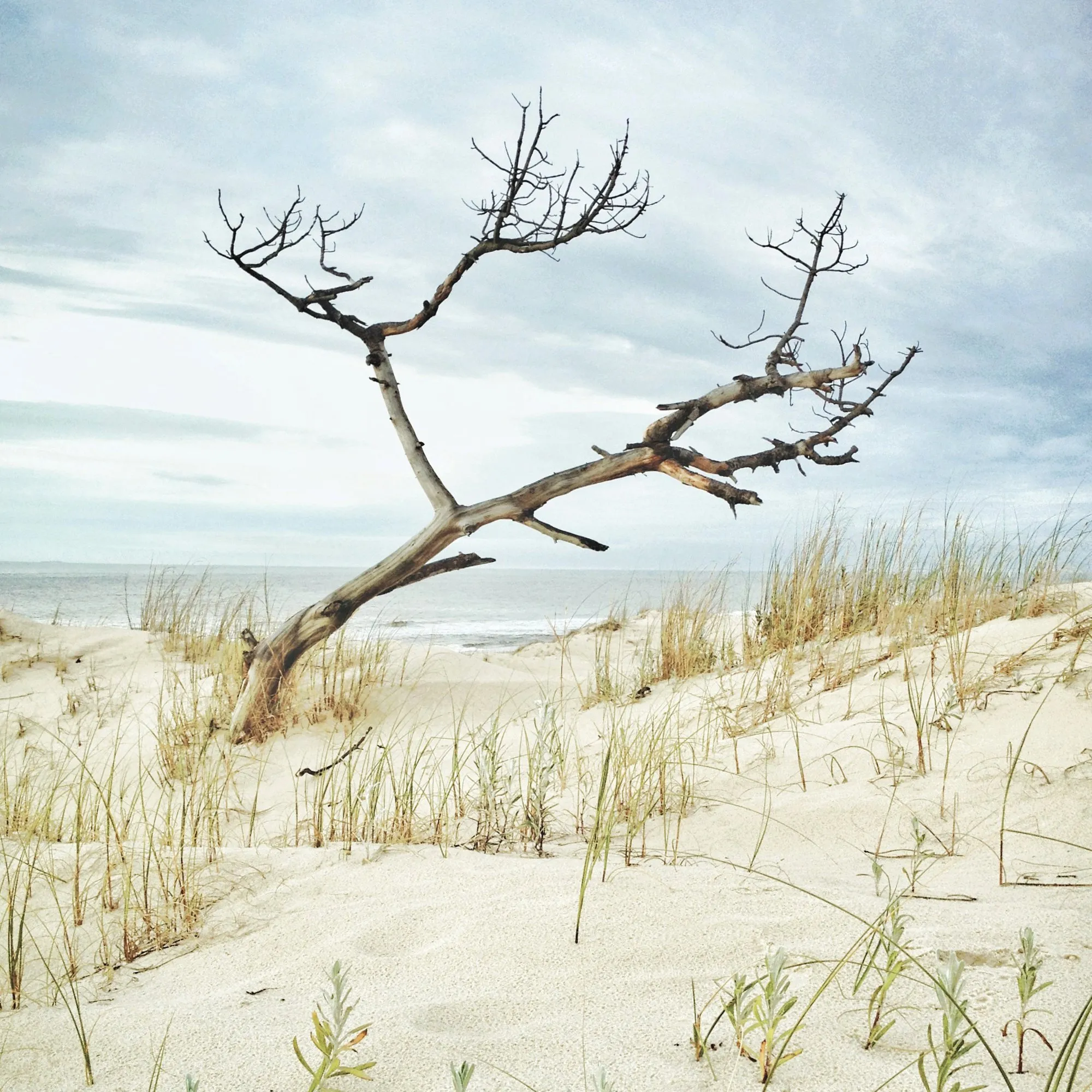 A dead trunk lying in the dunes, the beach behind, in El Pinar