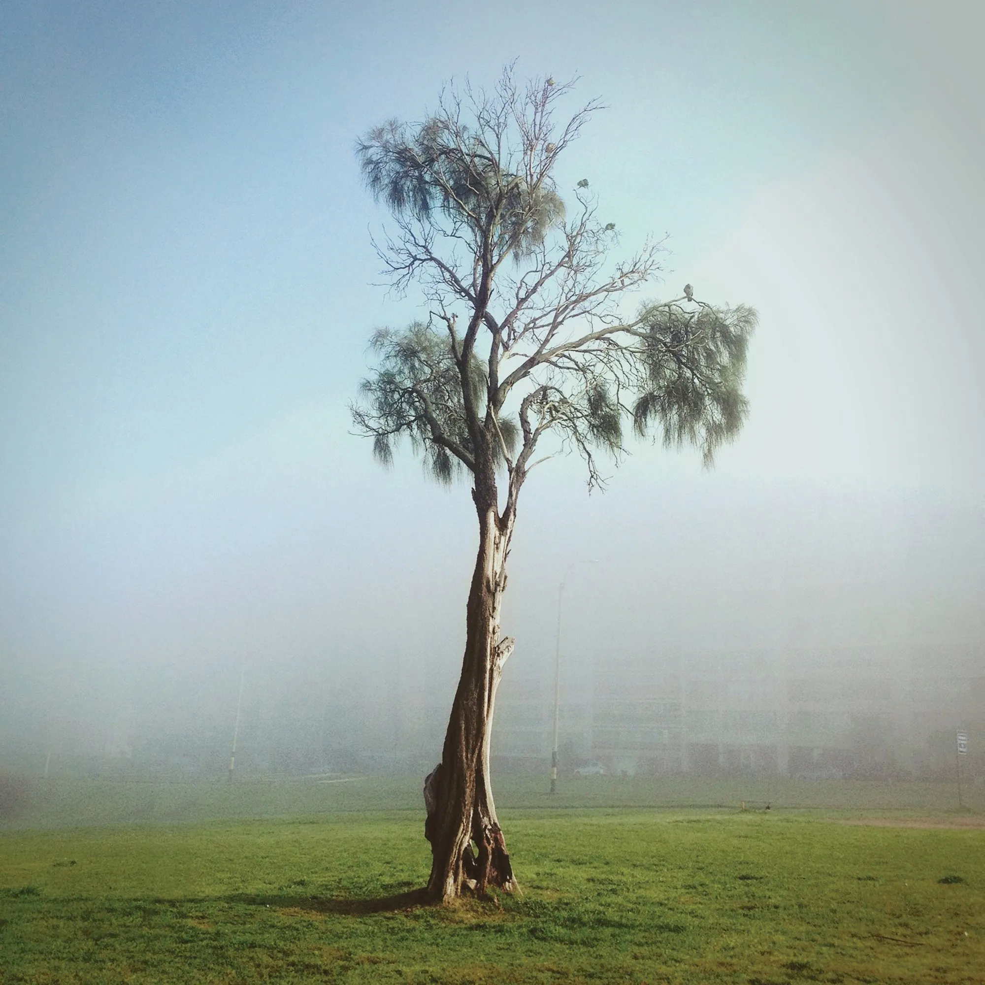 A slender tree in the haze, barely visible, on the Rambla de Pocitos, Montevideo