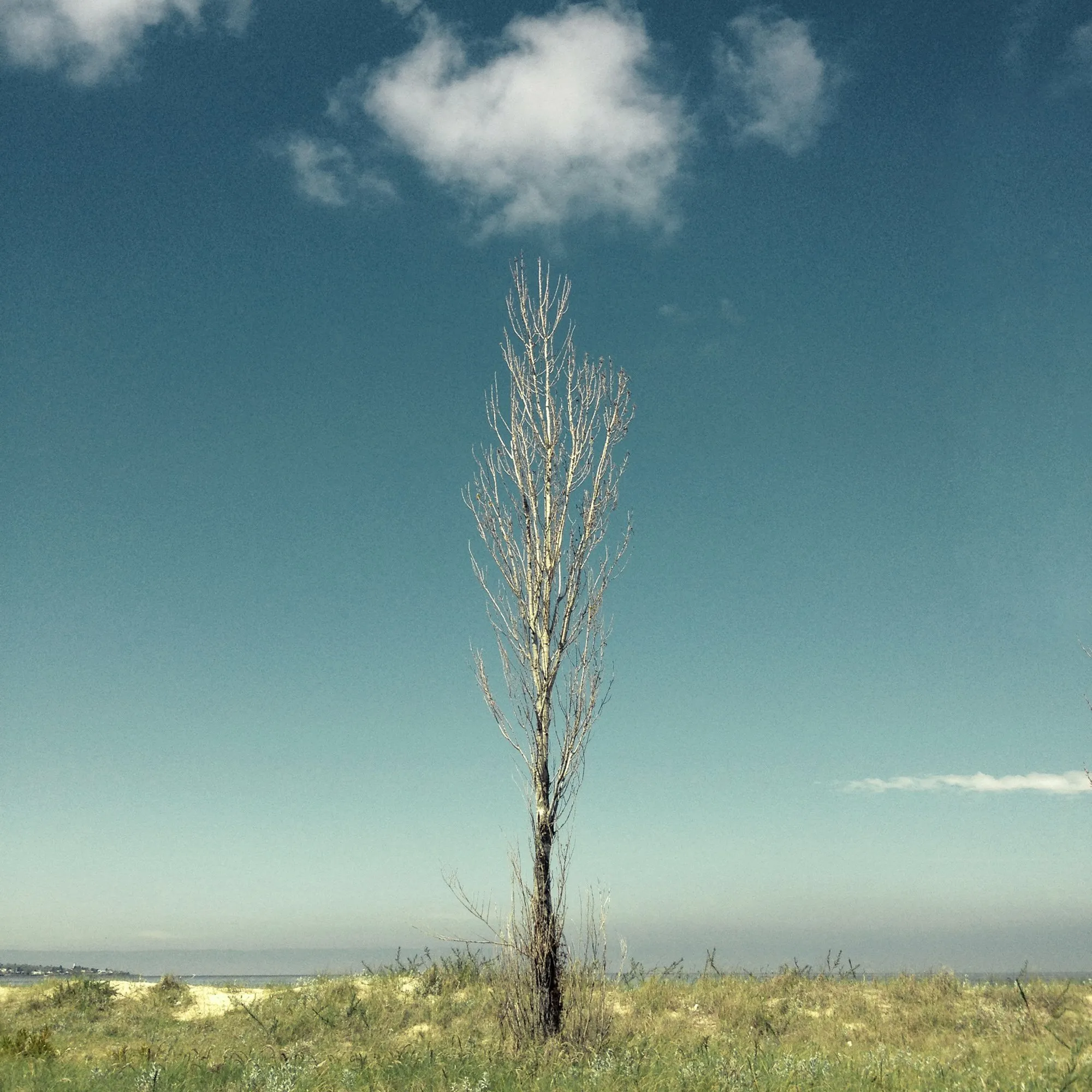 A bare poplar against the sky, water in the distance, in Montevideo
