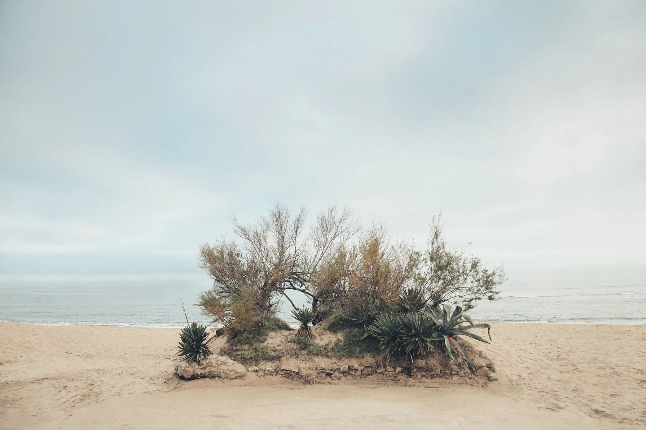 A clump of scrub on white sand, the sea and sky behind