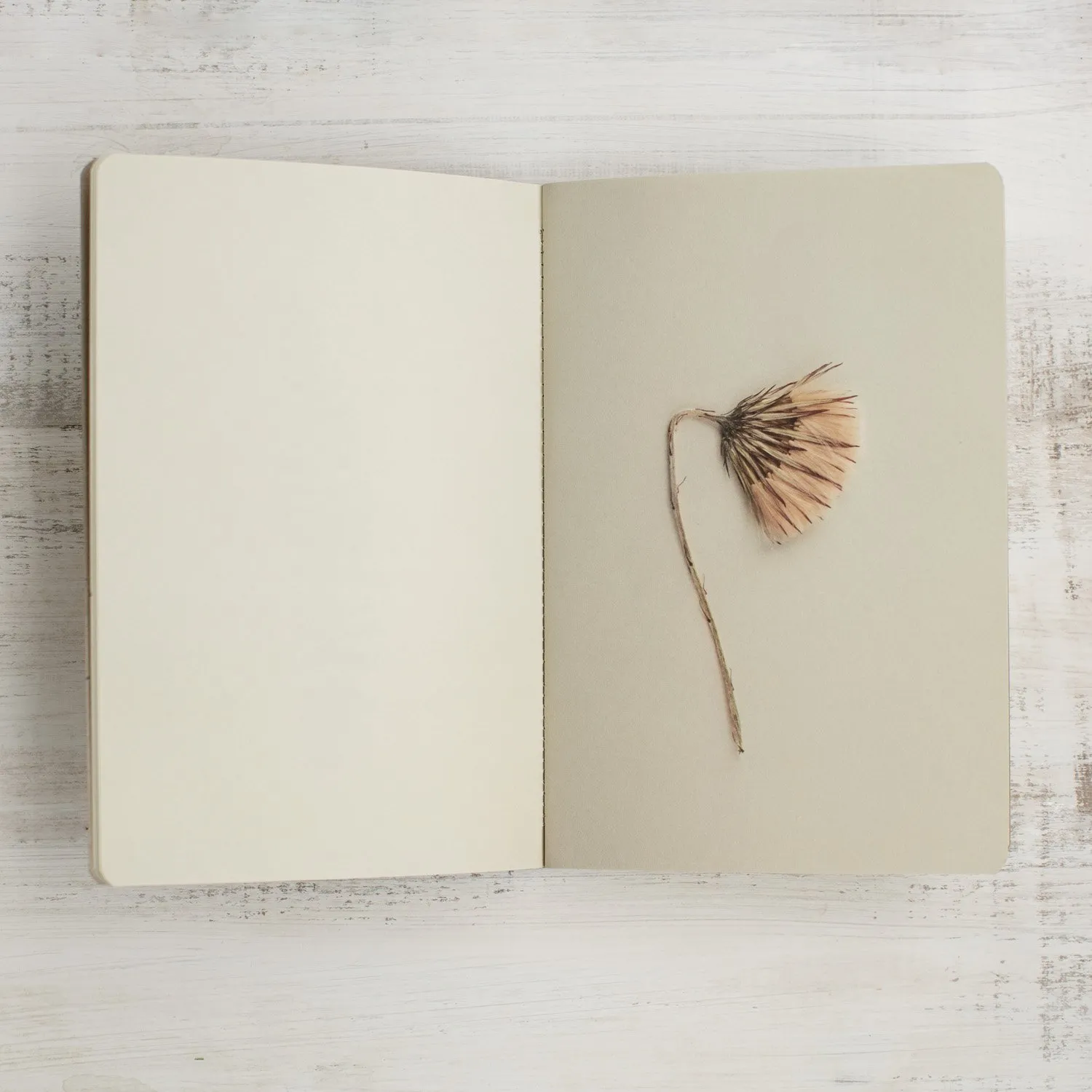 An open book with a blank page on the left and a dried flower on the right page, on a white wooden surface.