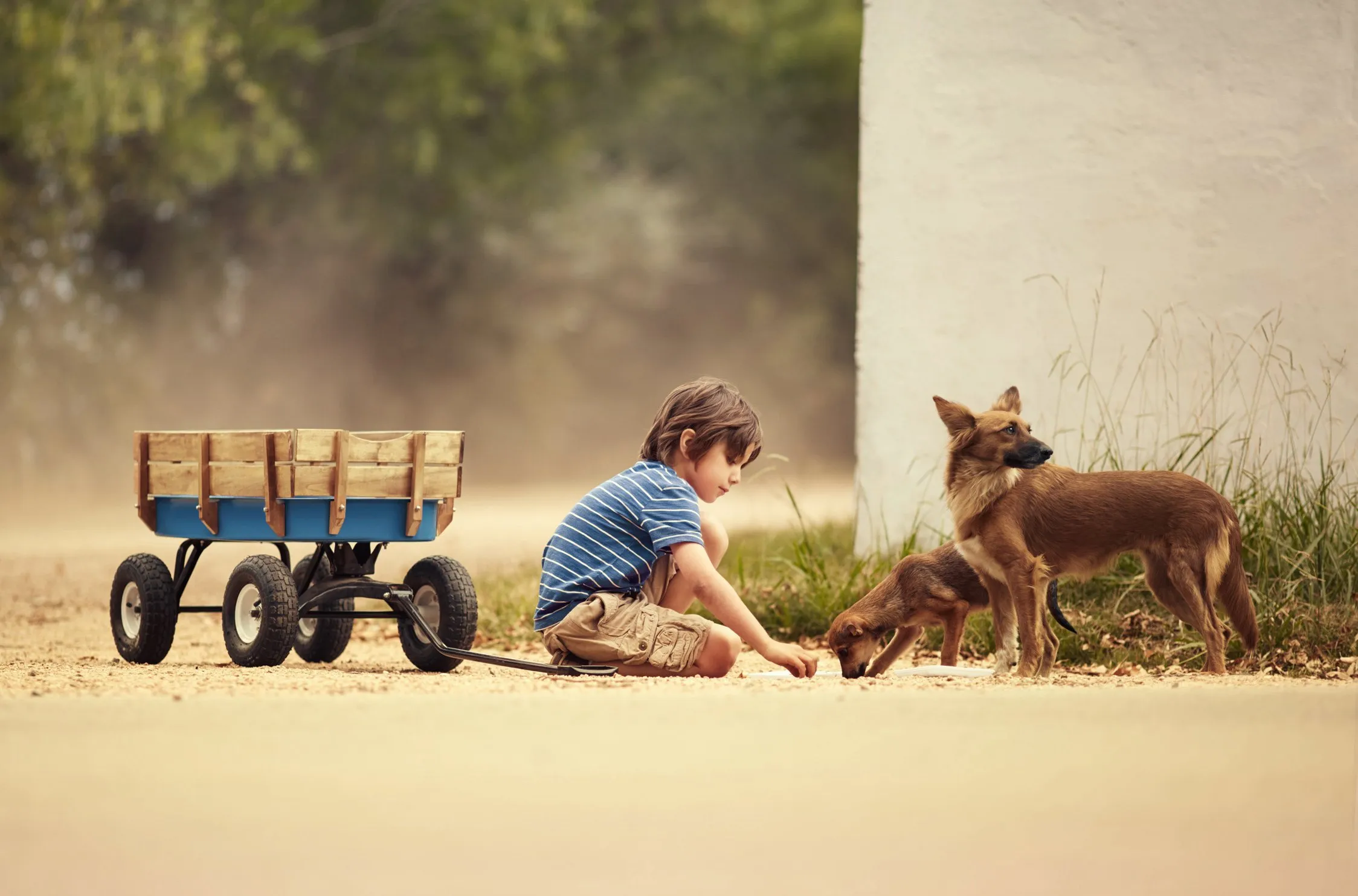 A small boy sitting on the ground playing with two small dogs, one of which looks like a young German shepherd, in an outdoor setting with trees and a white wall in the background.