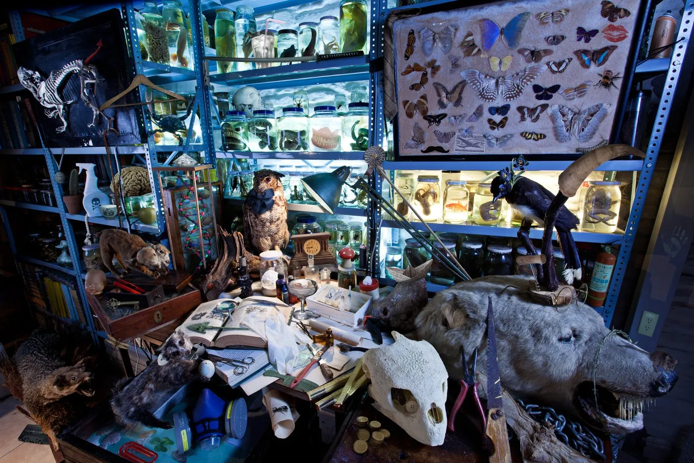A shelf full of jars with animal specimens and objects related to taxidermy, including stuffed animals, bones, feathers, and a variety of scientific and collectible objects.